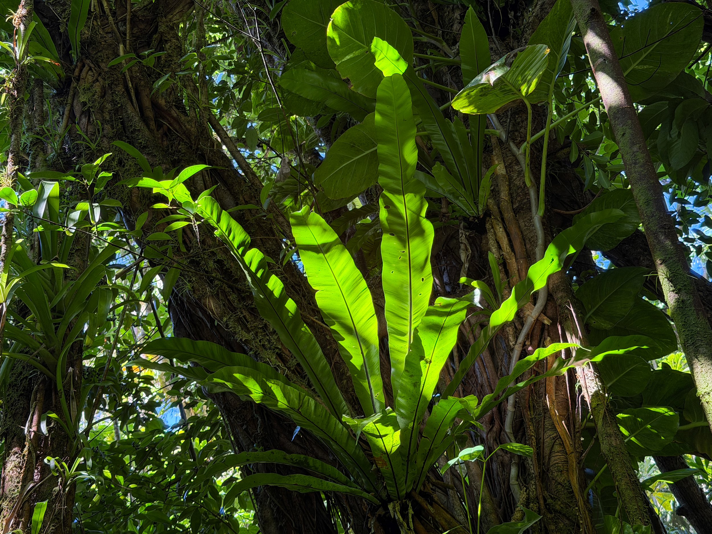 Ekaha Asplenium nidus