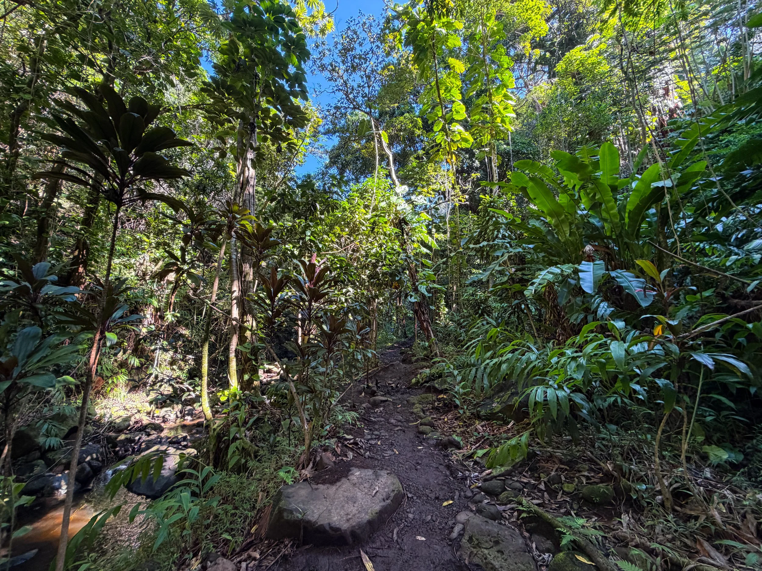 Kaau Crater Trail Oahu Hawaii