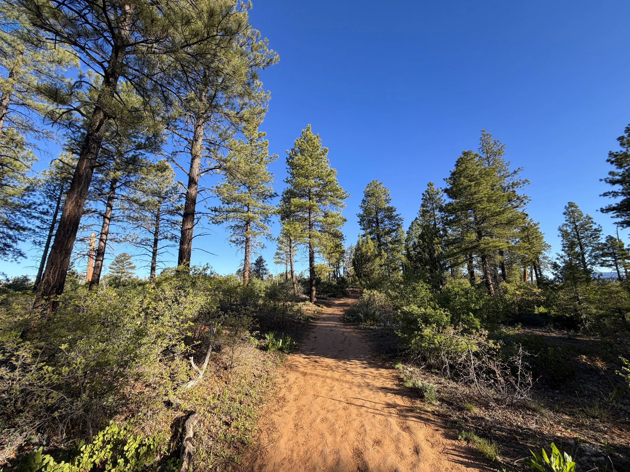 East Mesa Trail to Observation Point Zion National Park Utah