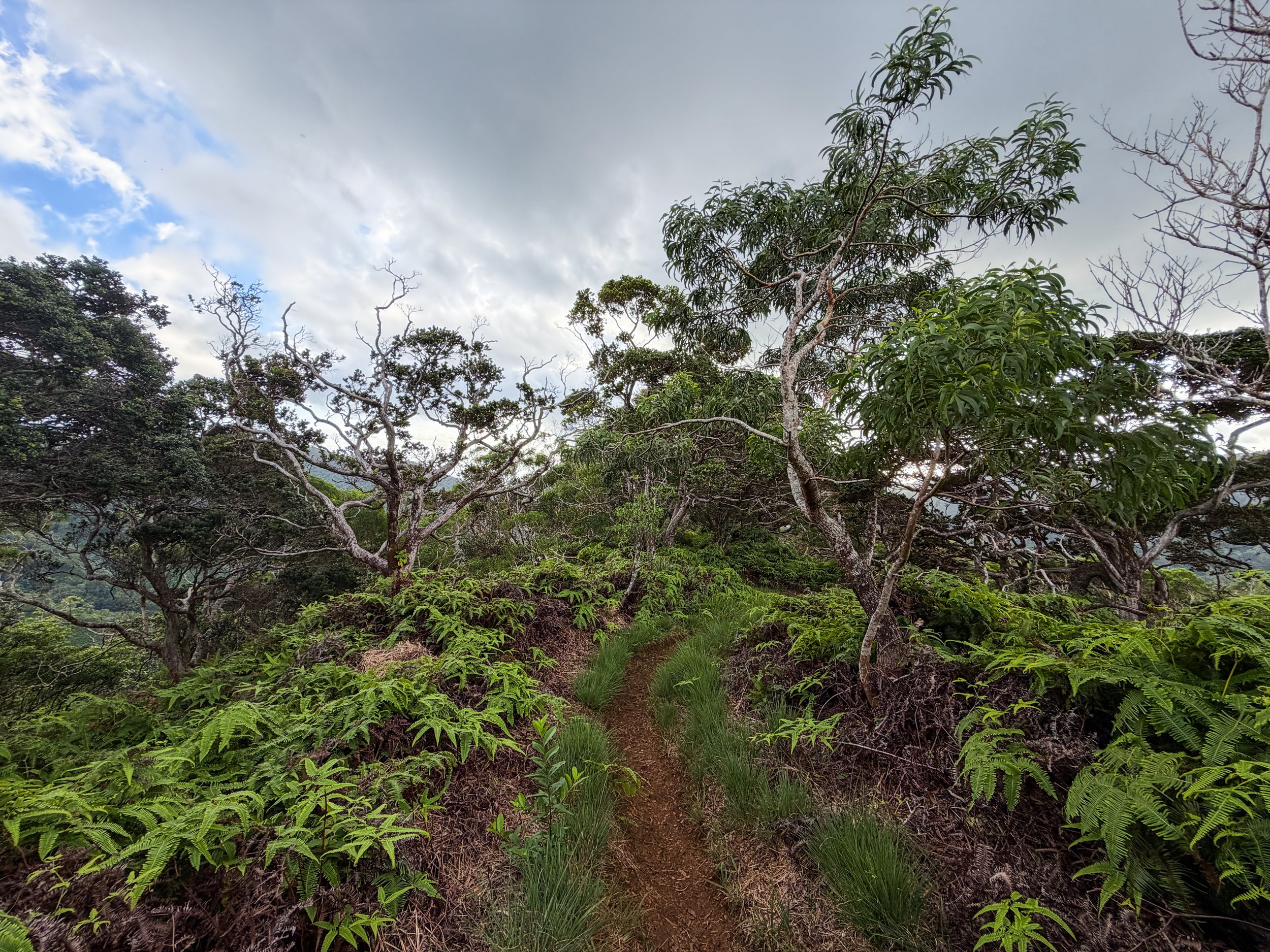 Kaau Crater Ridge Hike Oahu Hawaii