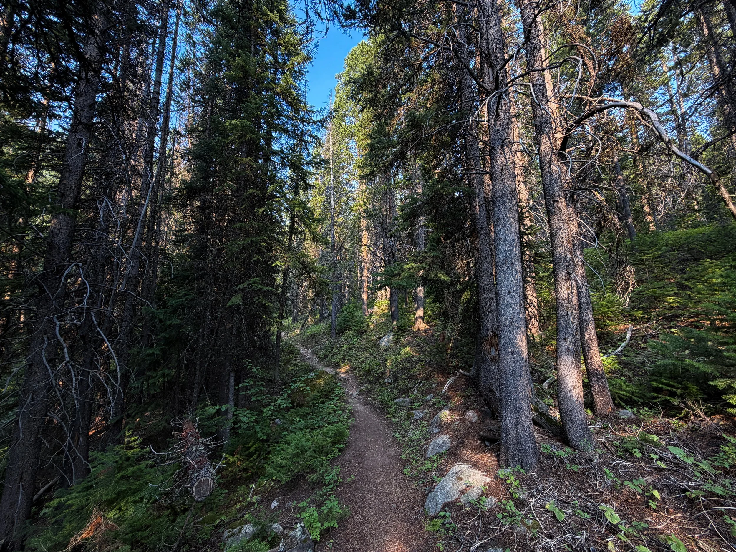 Beaten Path Trail Beartooth Mountains Montana