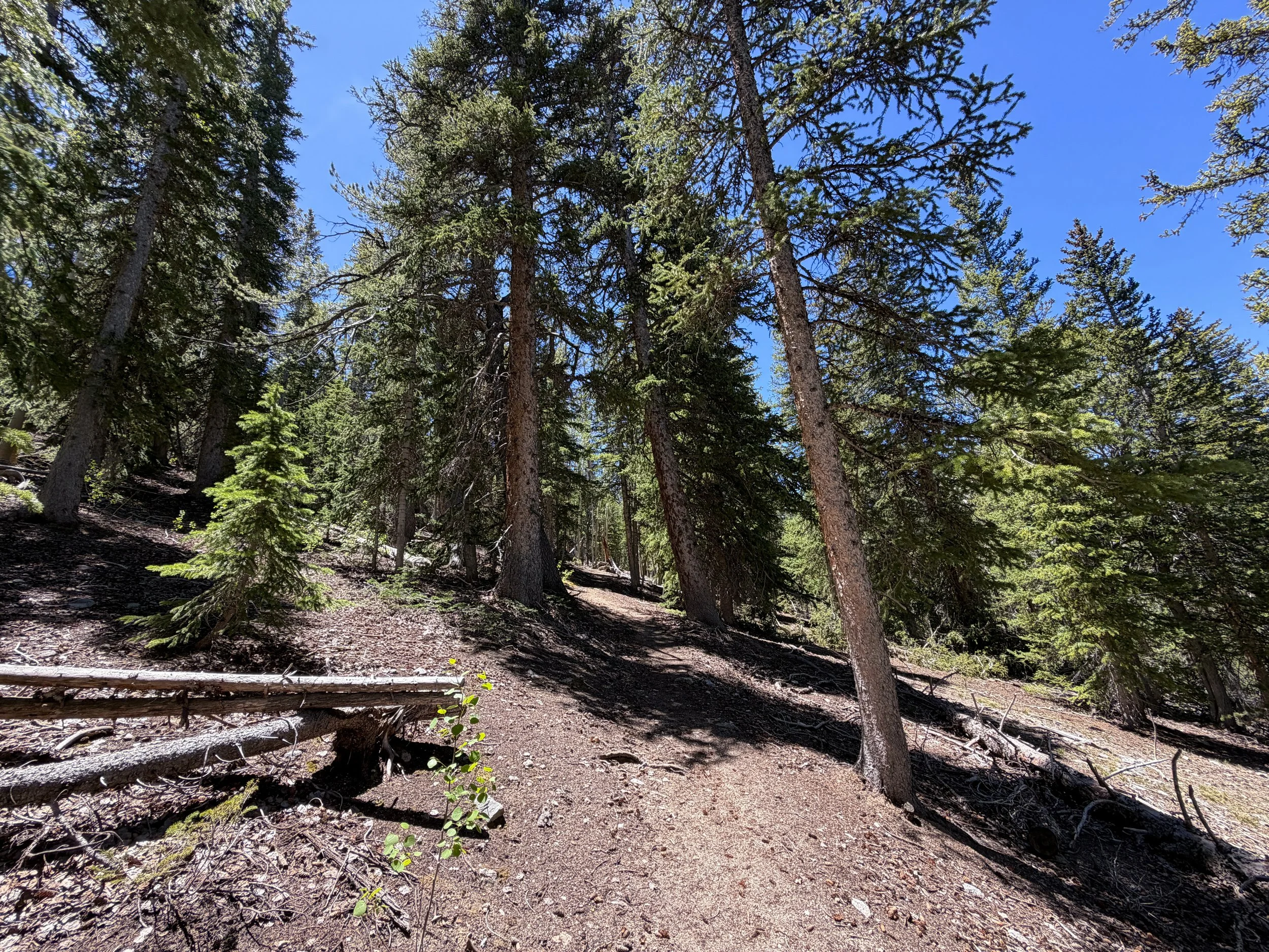 Timber Creek Trail Great Basin National Park Nevada