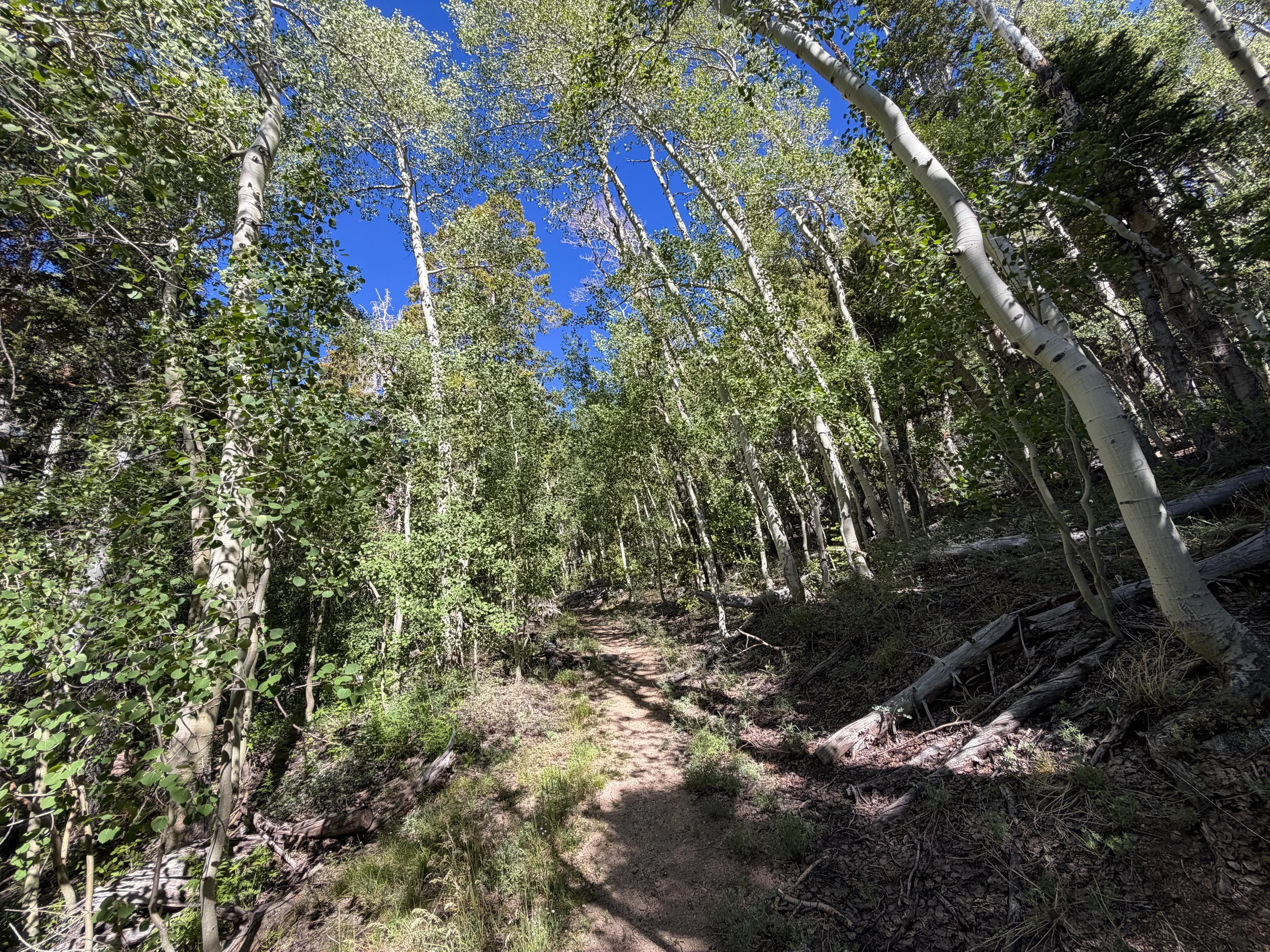 Johnson Lake Trail Great Basin National Park Nevada
