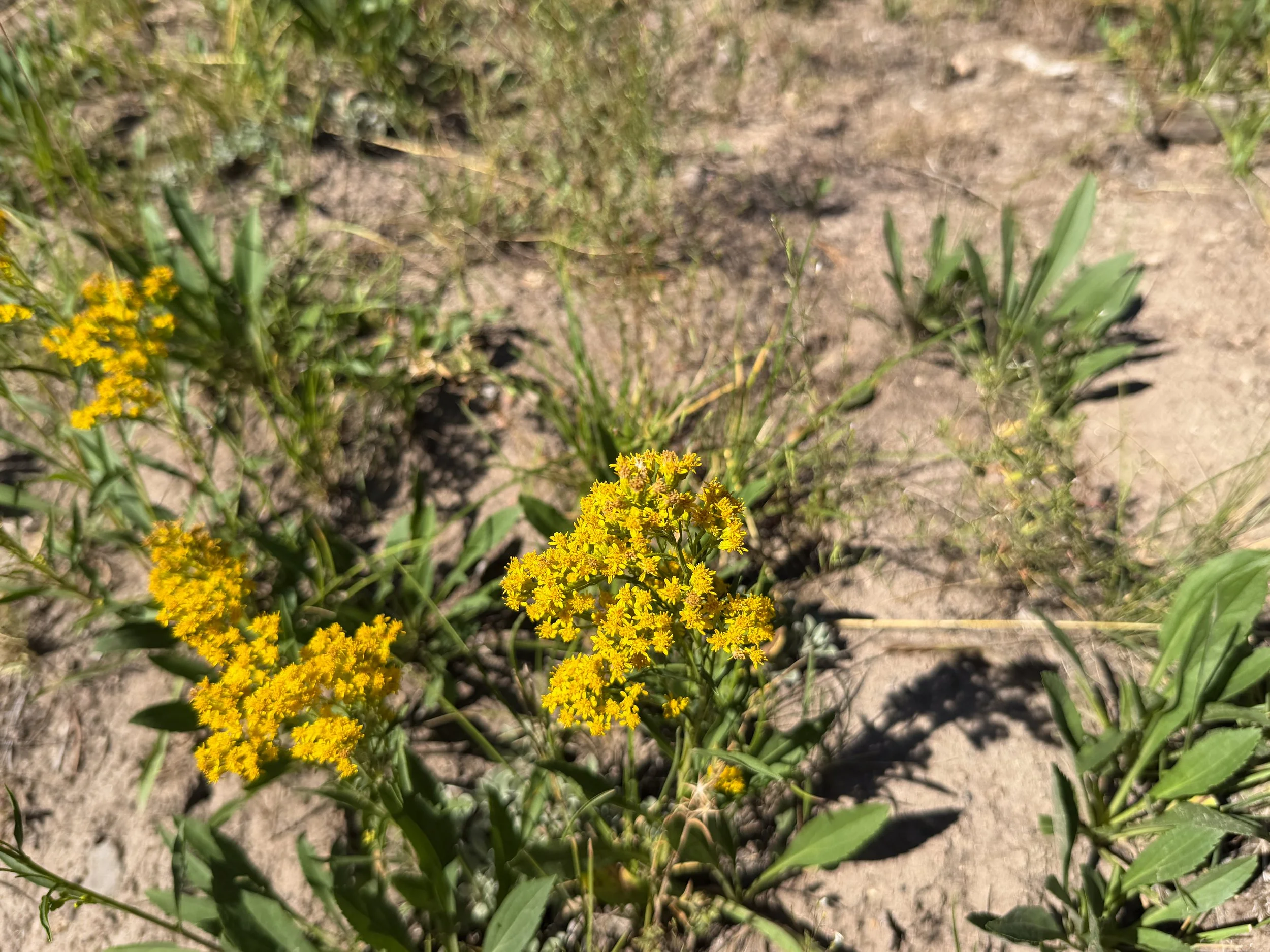 Rocky Mountain Goldenrod Solidago multiradiata