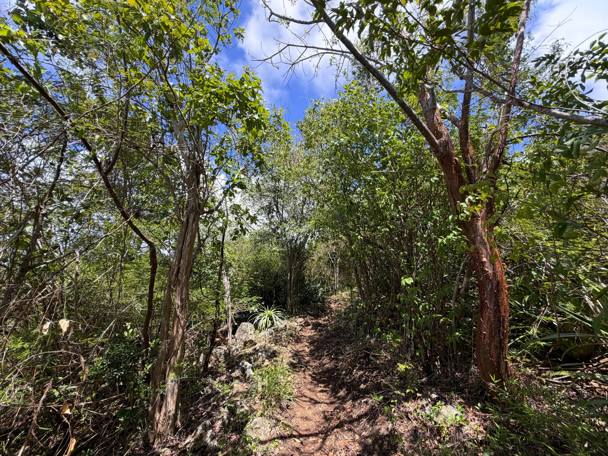 Caneel Hill Trail Virgin Islands National Park