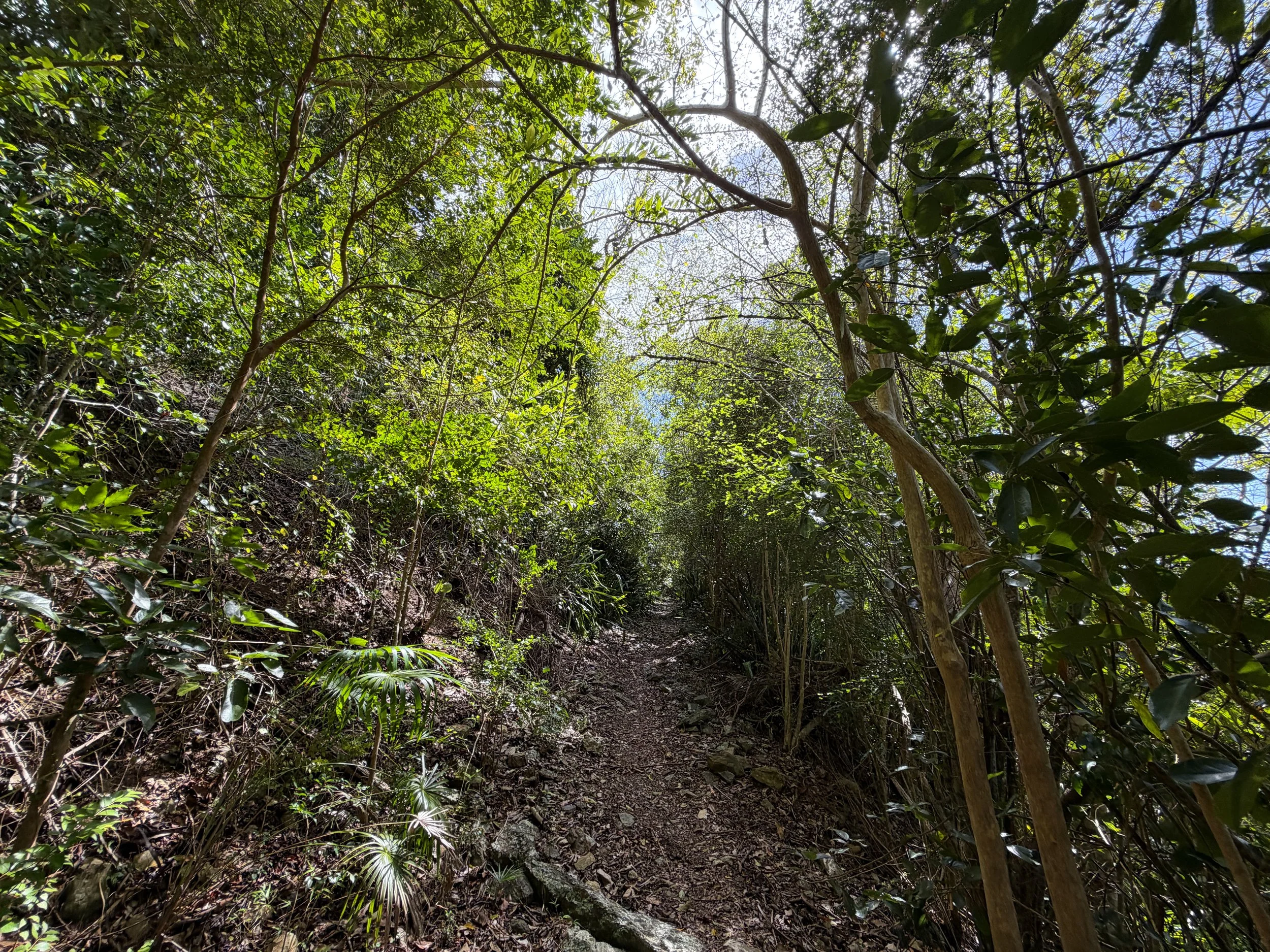 Bordeaux Mountain Trail Virgin Islands National Park