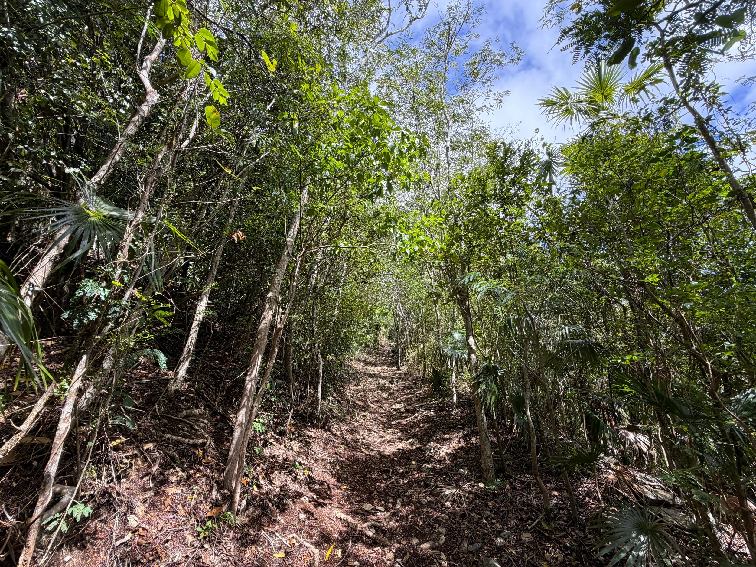 Bordeaux Mountain Trail Virgin Islands National Park