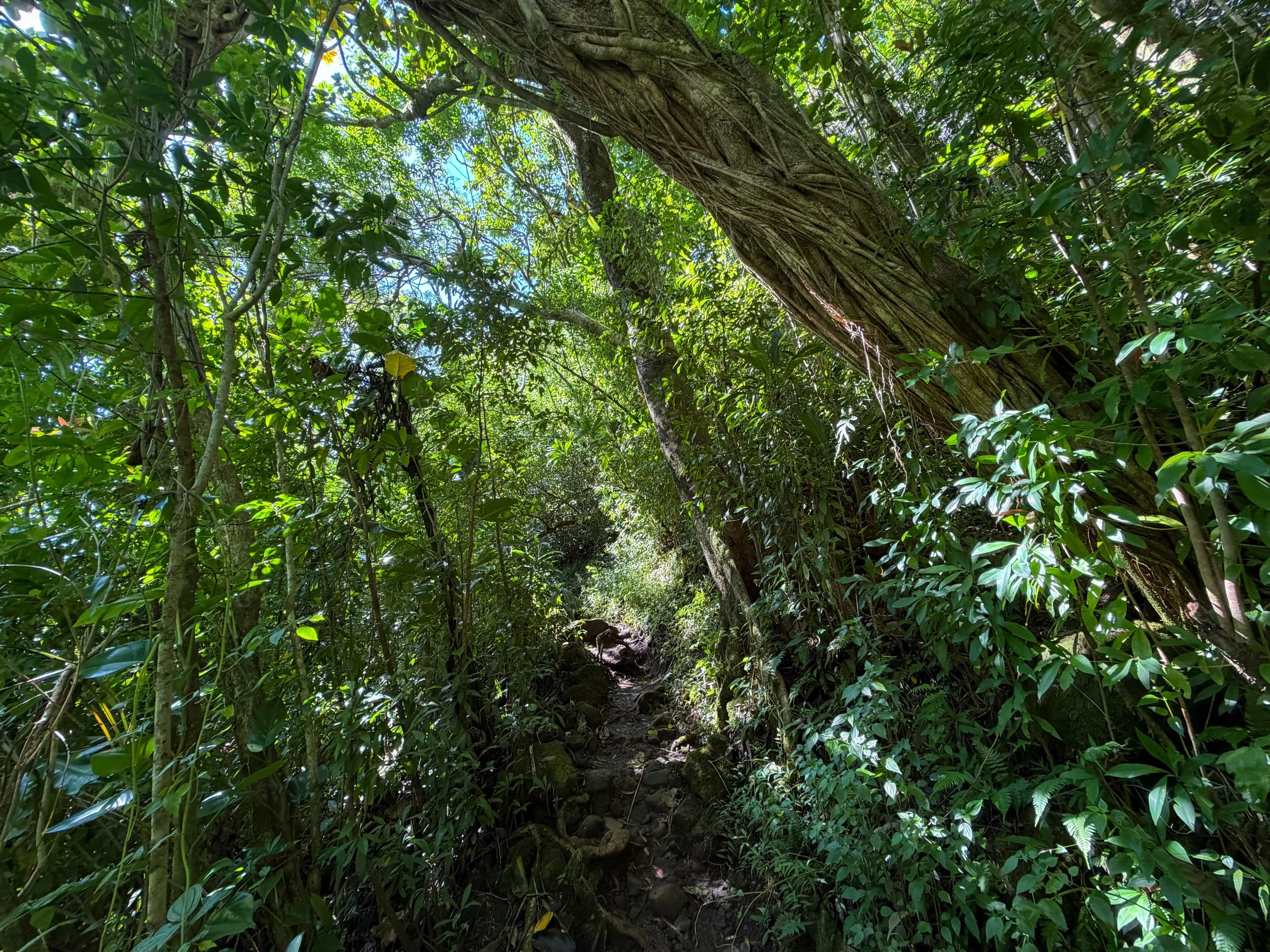 Aihualama Trail Oahu Hawaii
