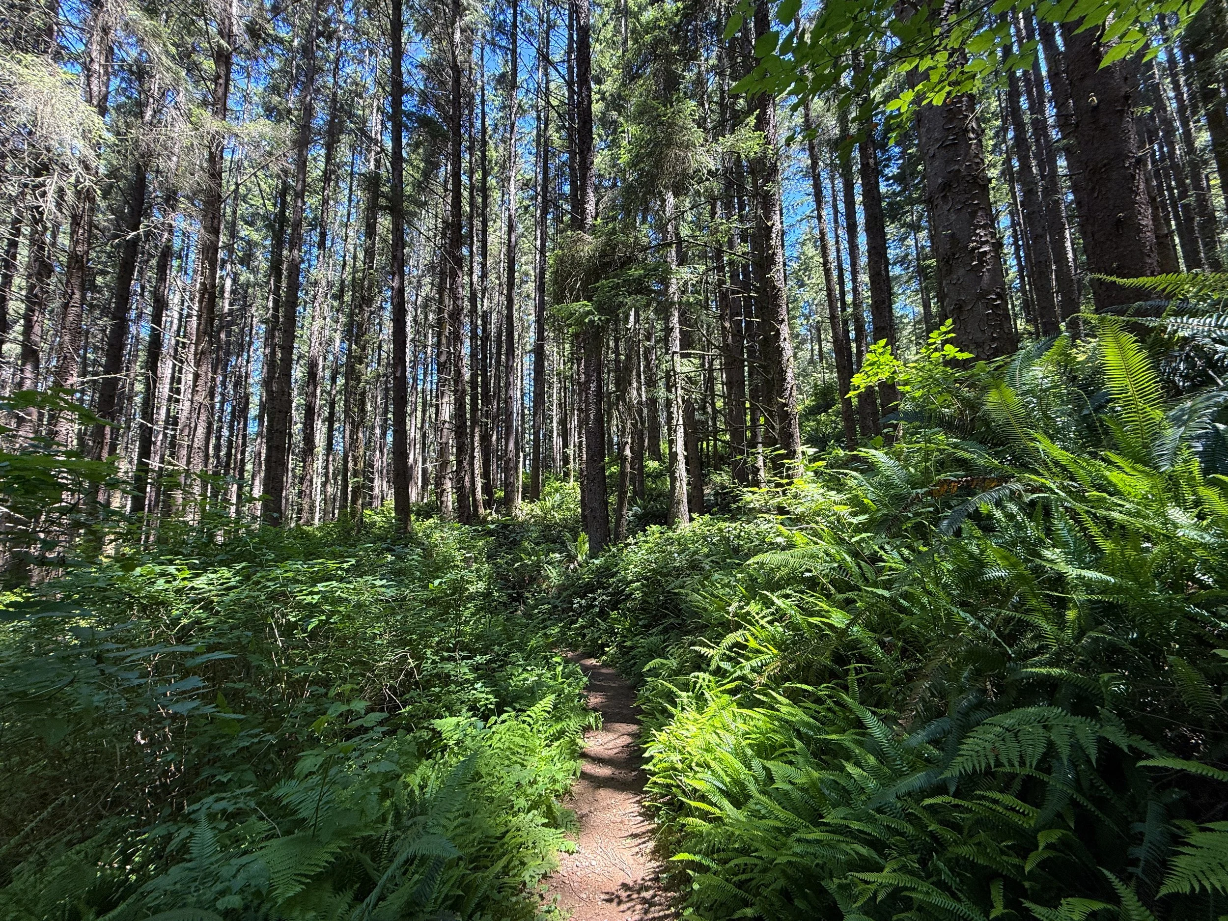 Ossagon Trail to Gold Bluffs Beach Prairie Creek Redwoods State Park California