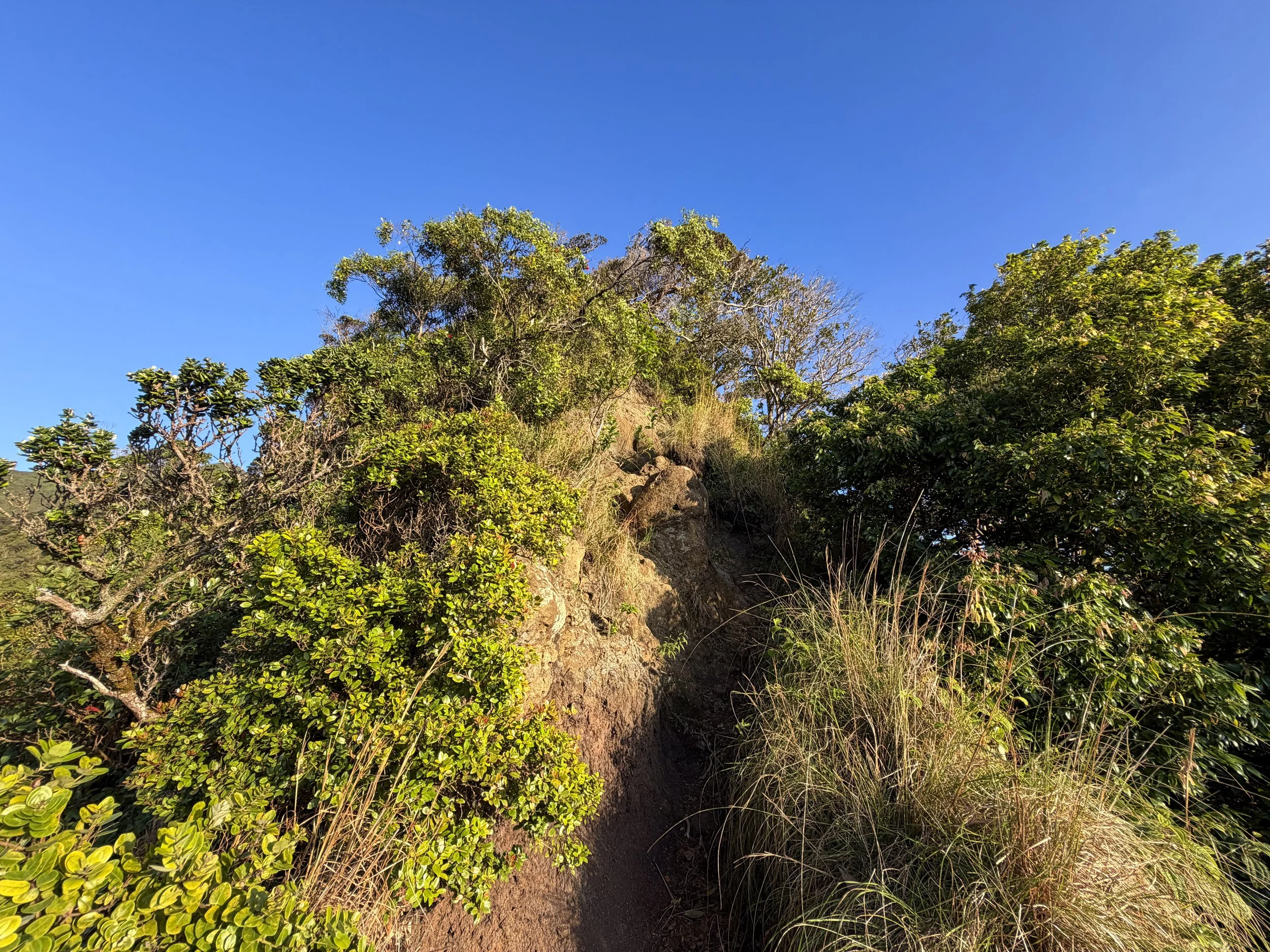 Back Way to Stairway to Heaven Moanalua Middle Ridge Hike Oahu Hawaii