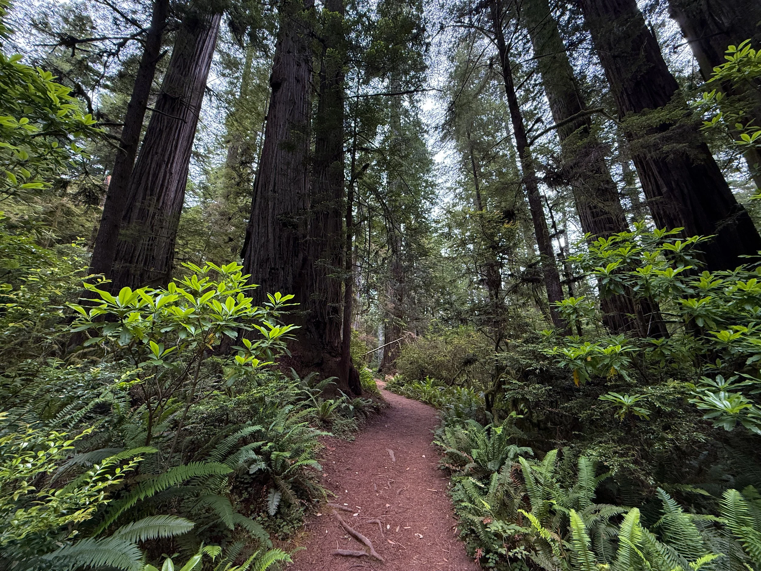 Boy Scout Tree Trail Jedediah Smith Redwoods State Park California