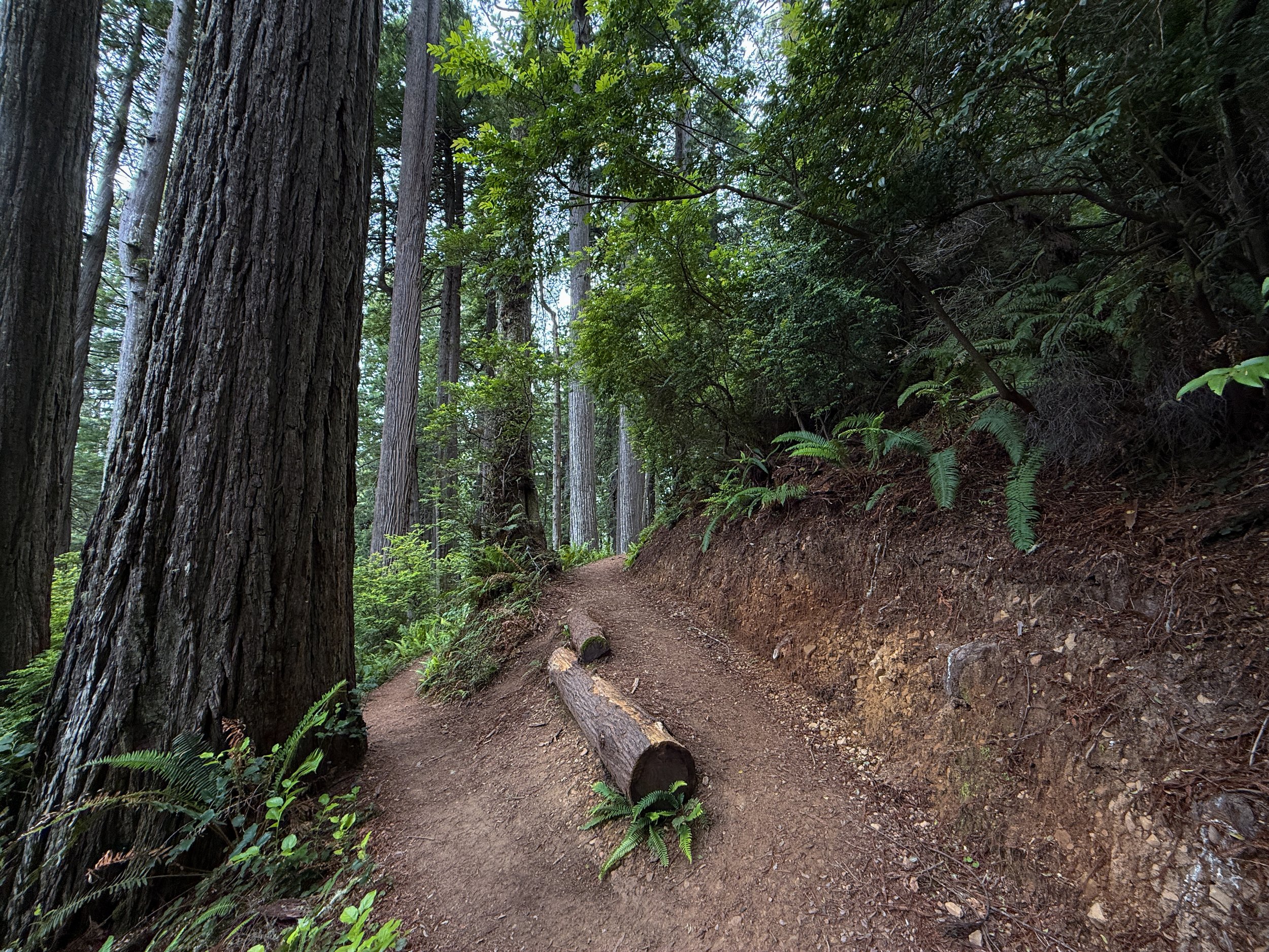 Damnation Creek Hike Switchbacks Del Norte Coast Redwoods State Park California