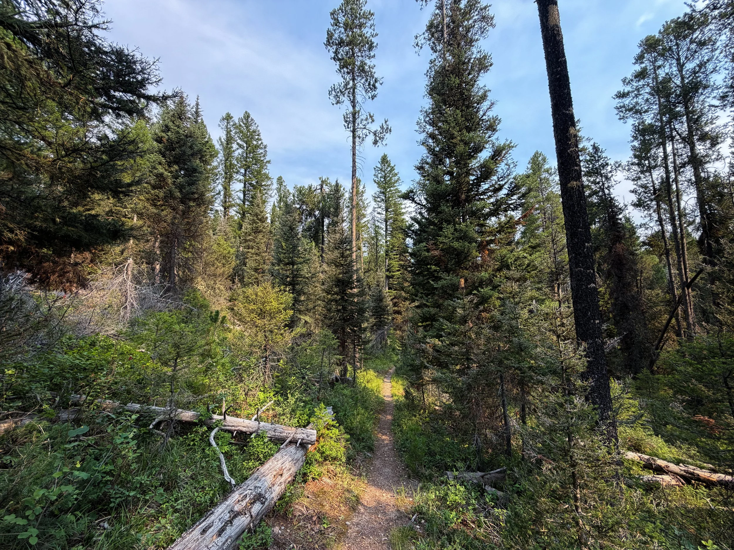 Aspen Ridge Loop Trail Grand Teton National Park Wyoming