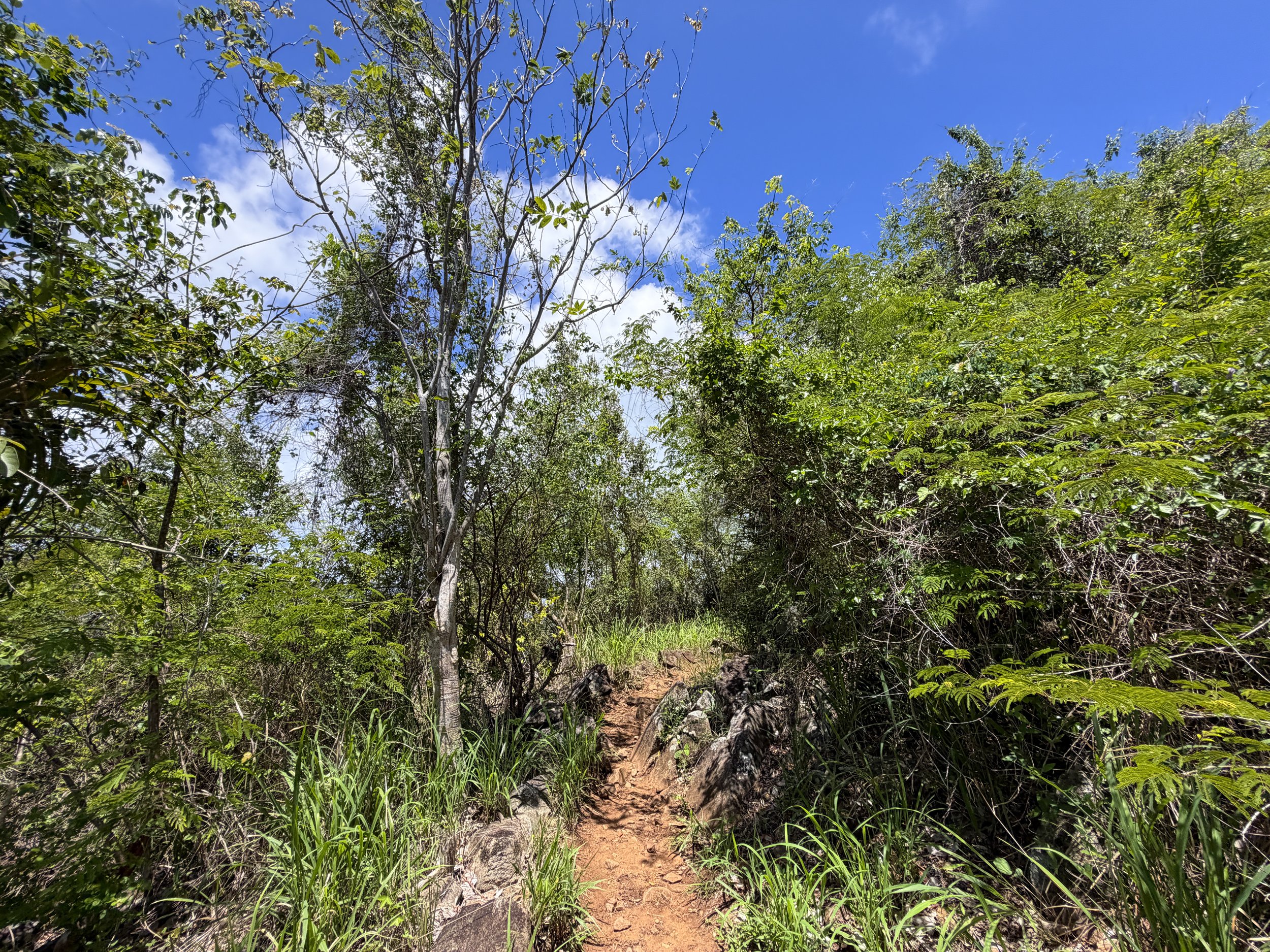 Caneel Hill Hike Virgin Islands National Park