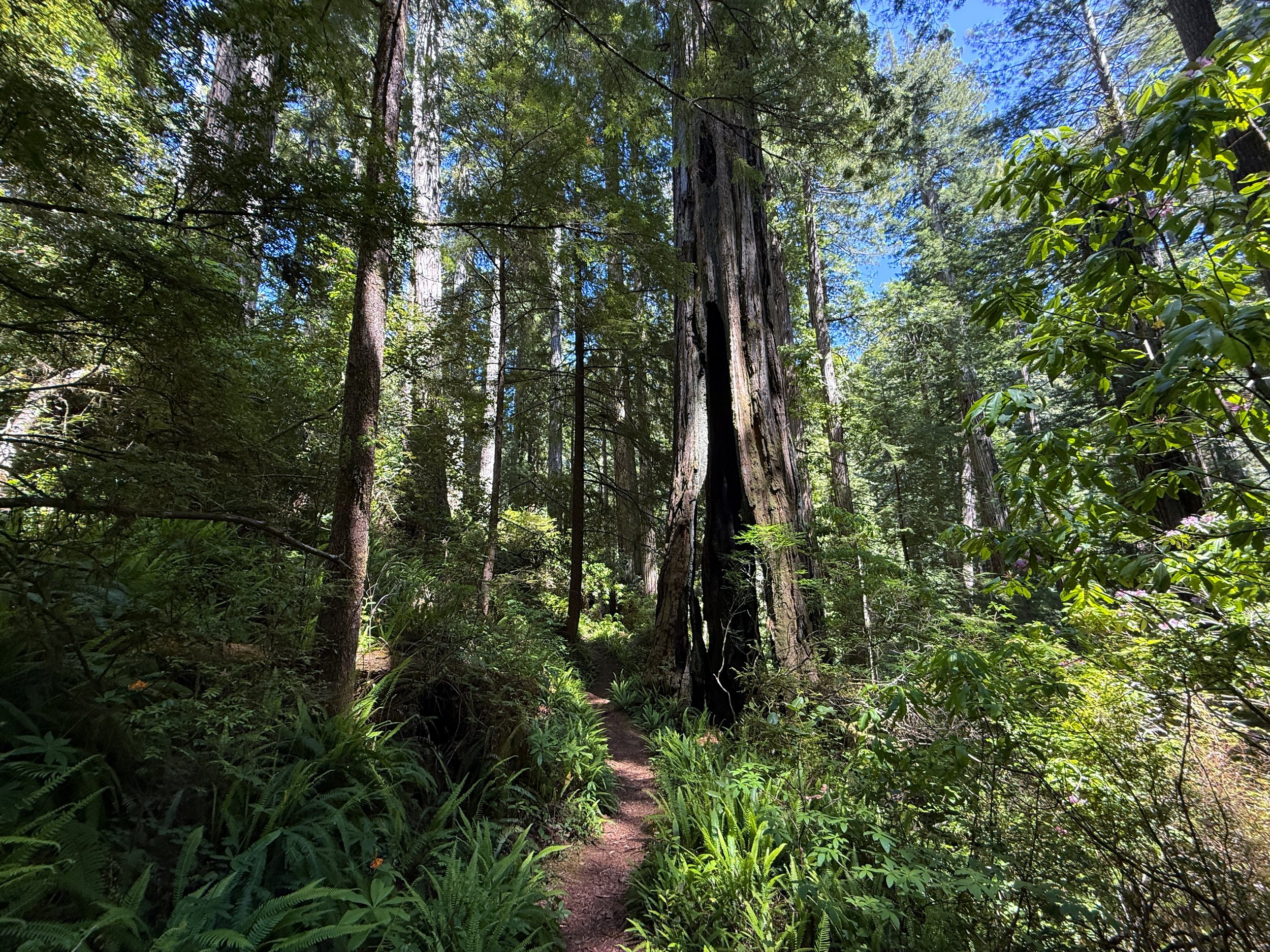 Ten Taypo Trail Prairie Creek Redwoods State Park California