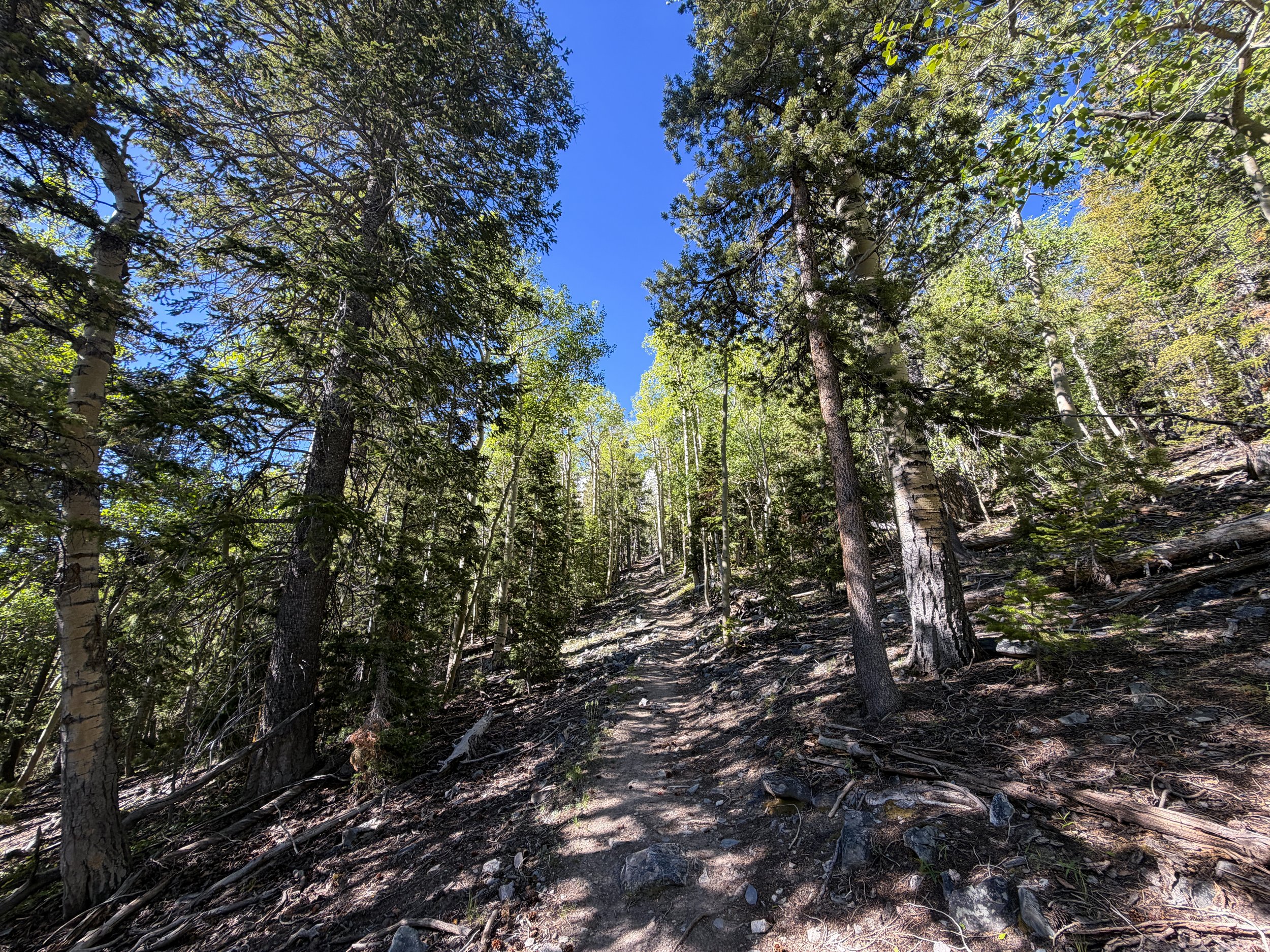 Lehman Creek Trail Great Basin National Park Nevada