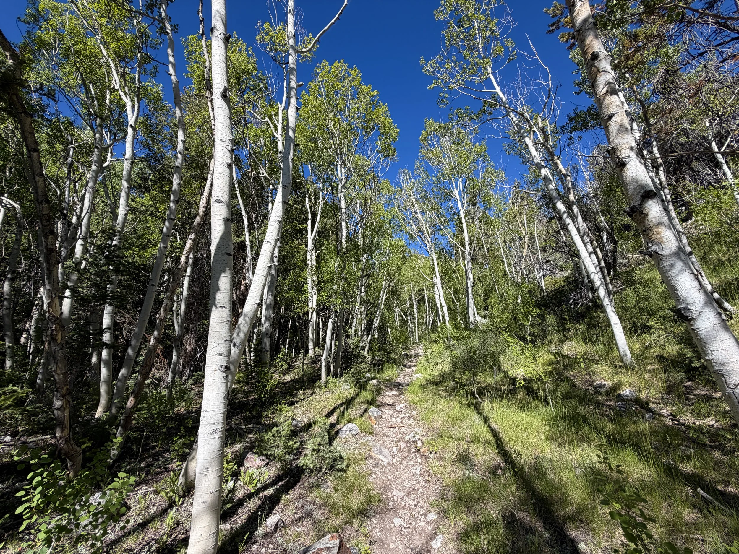 Baker Lake Trail Great Basin National Park Nevada