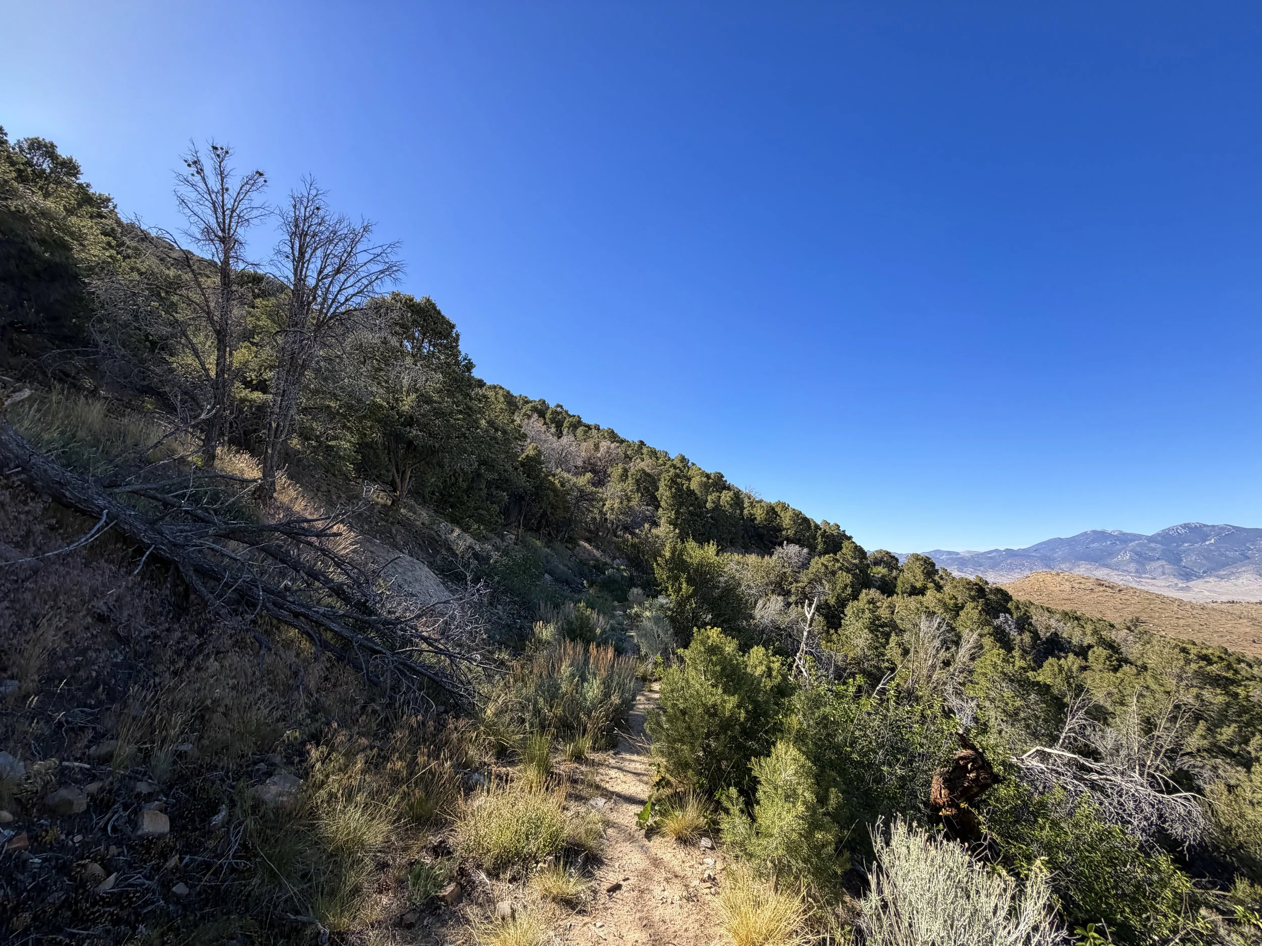Osceola Ditch Trail Great Basin National Park Nevada