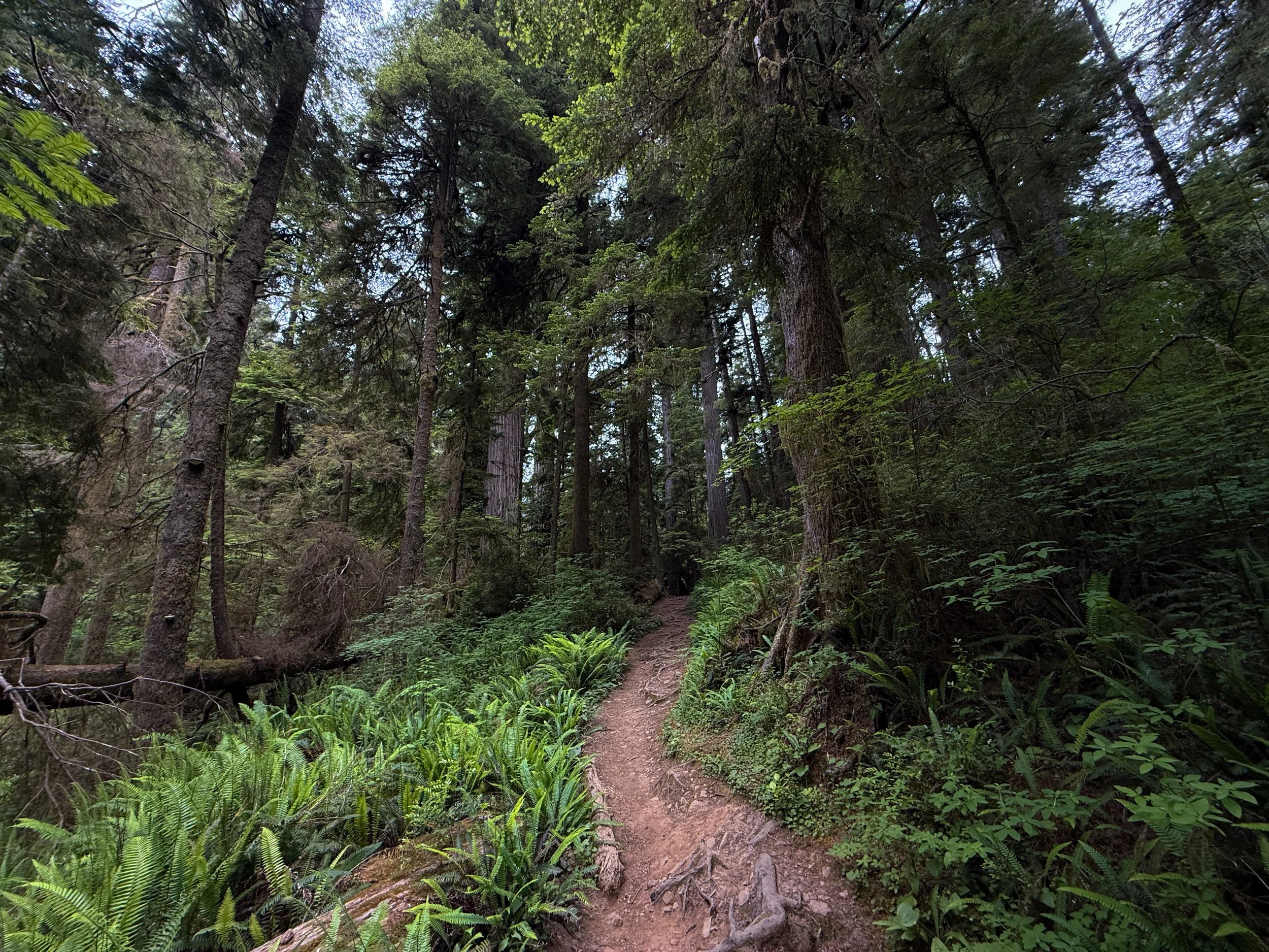 Boy Scout Tree Trail to Fern Falls Jedediah Smith Redwoods State Park California