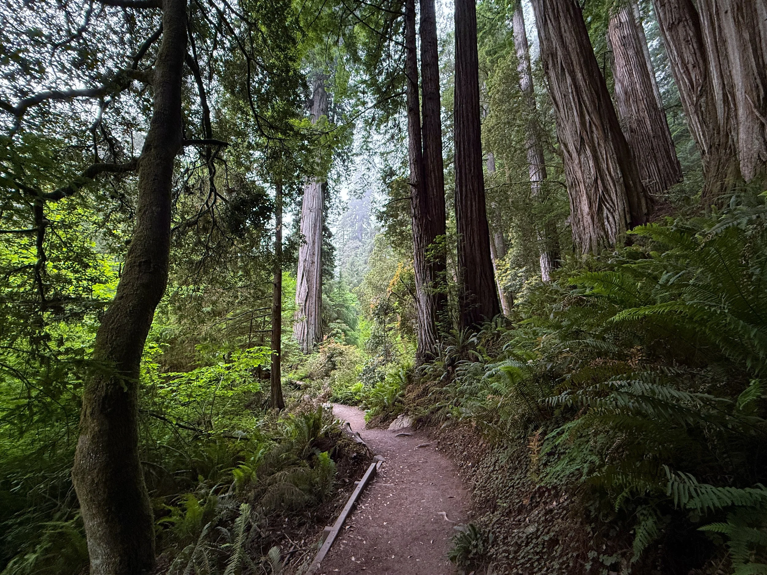 Grove of the Titans Hike Jedediah Smith Redwoods State Park California