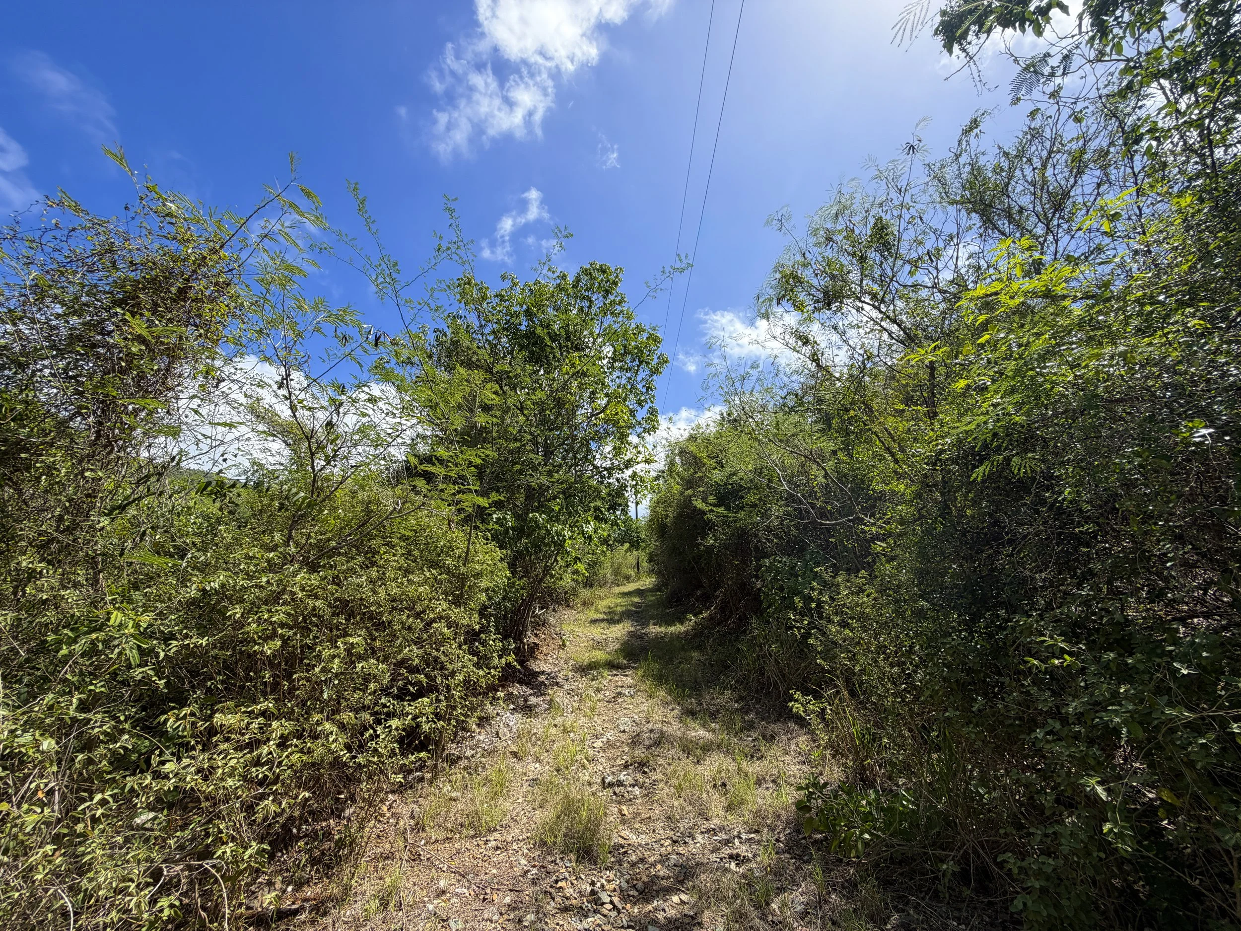 Bordeaux Mountain Trail Virgin Islands National Park
