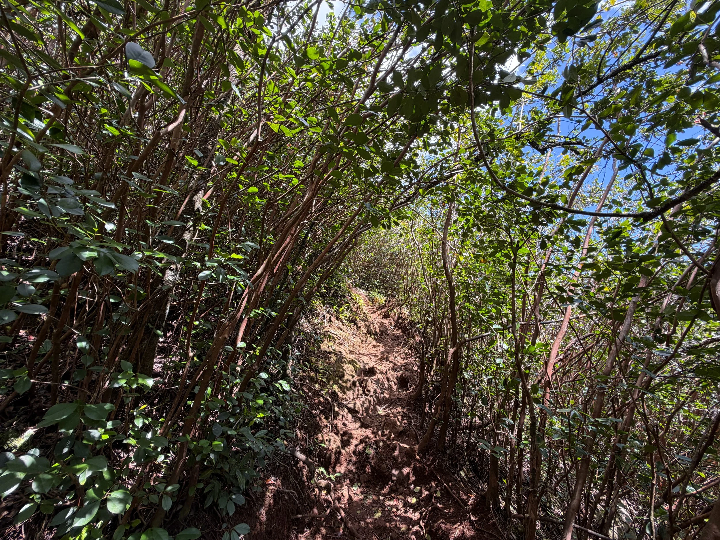 Waimano Pools Trail Oahu Hawaii