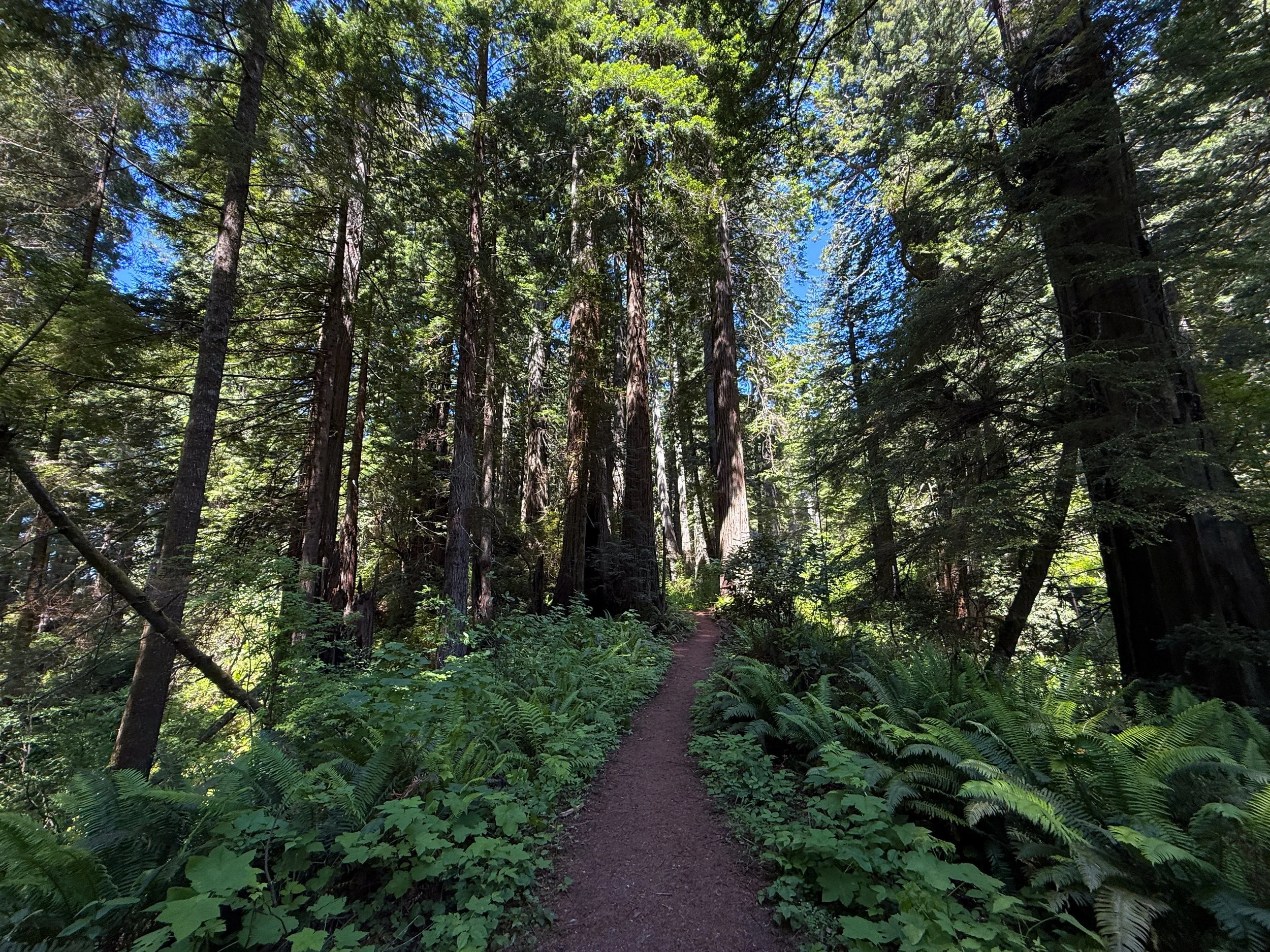Ossagon Trail Prairie Creek Redwoods State Park California