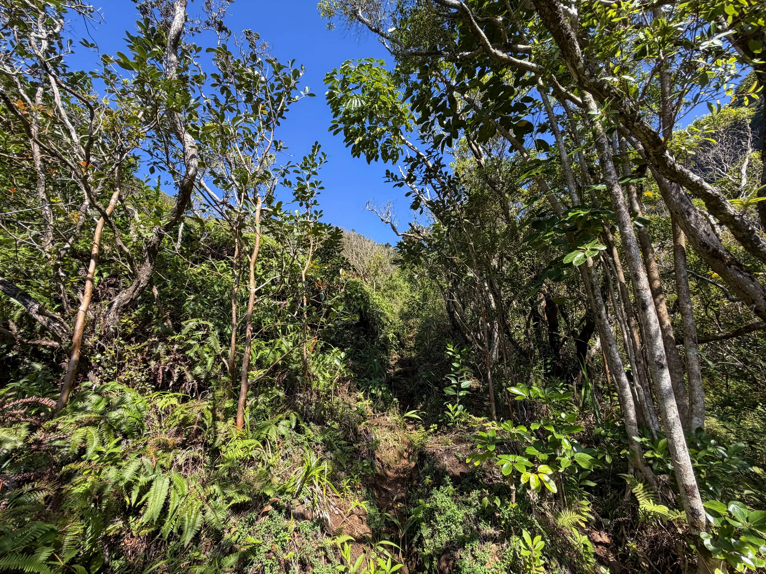 Kulanaahane Ridge Trail Oahu Hawaii