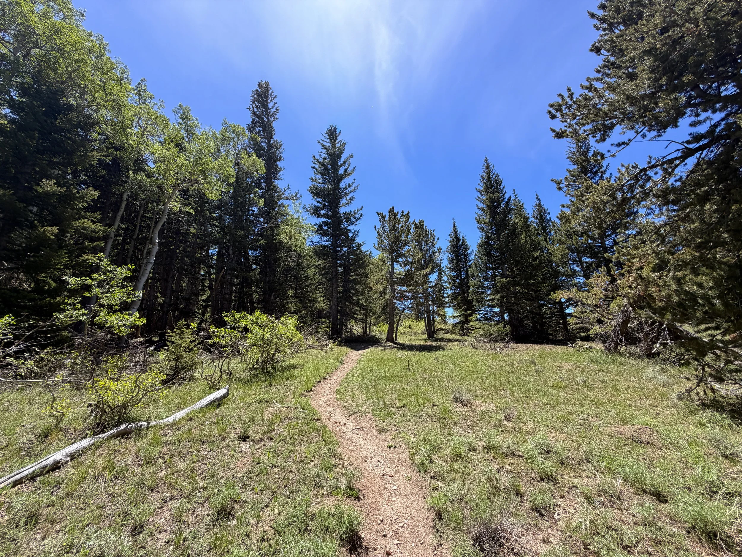 Timber Creek Loop Trail Great Basin National Park Nevada