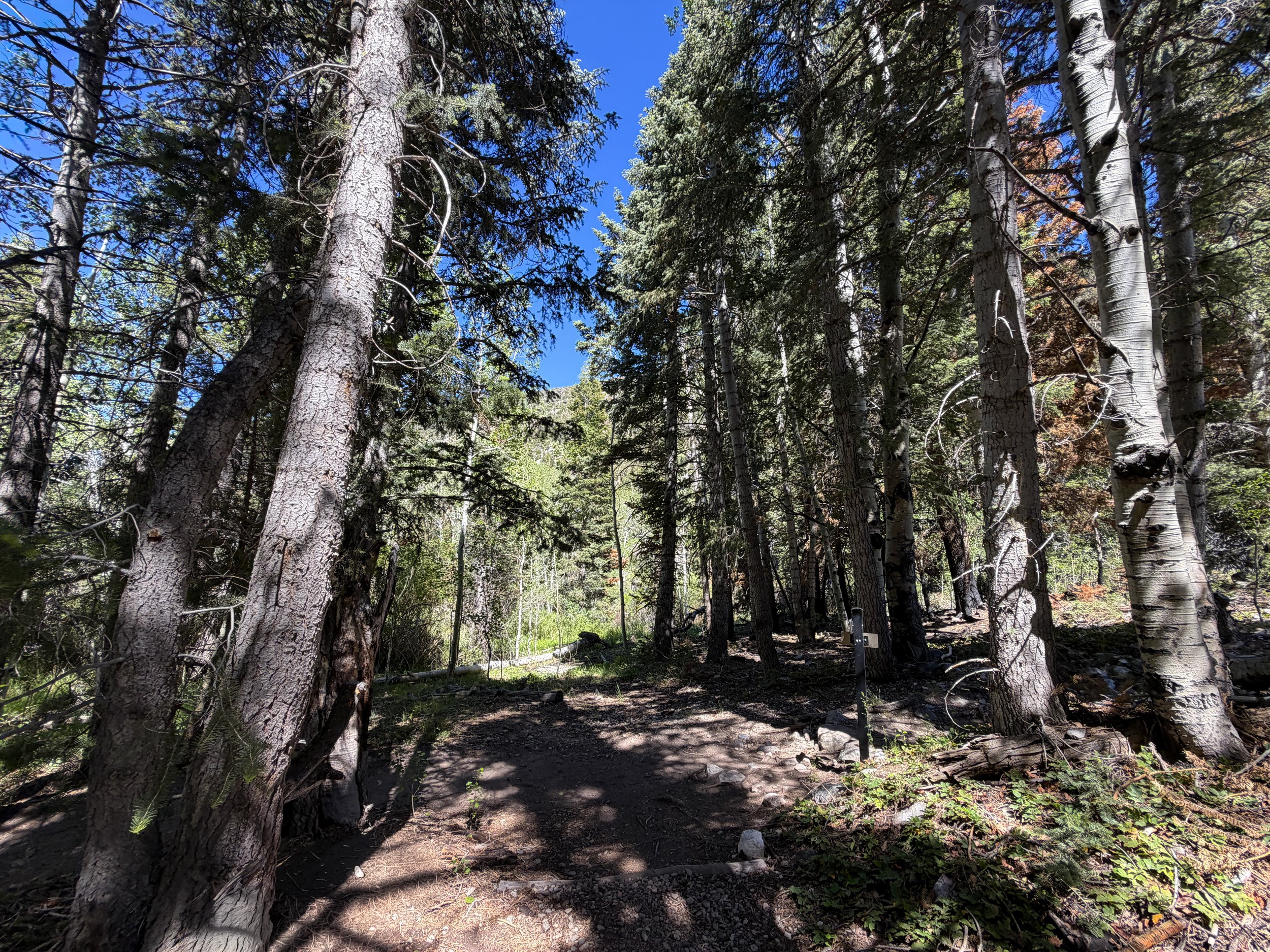 Baker Creek Loop Trail Great Basin National Park Nevada