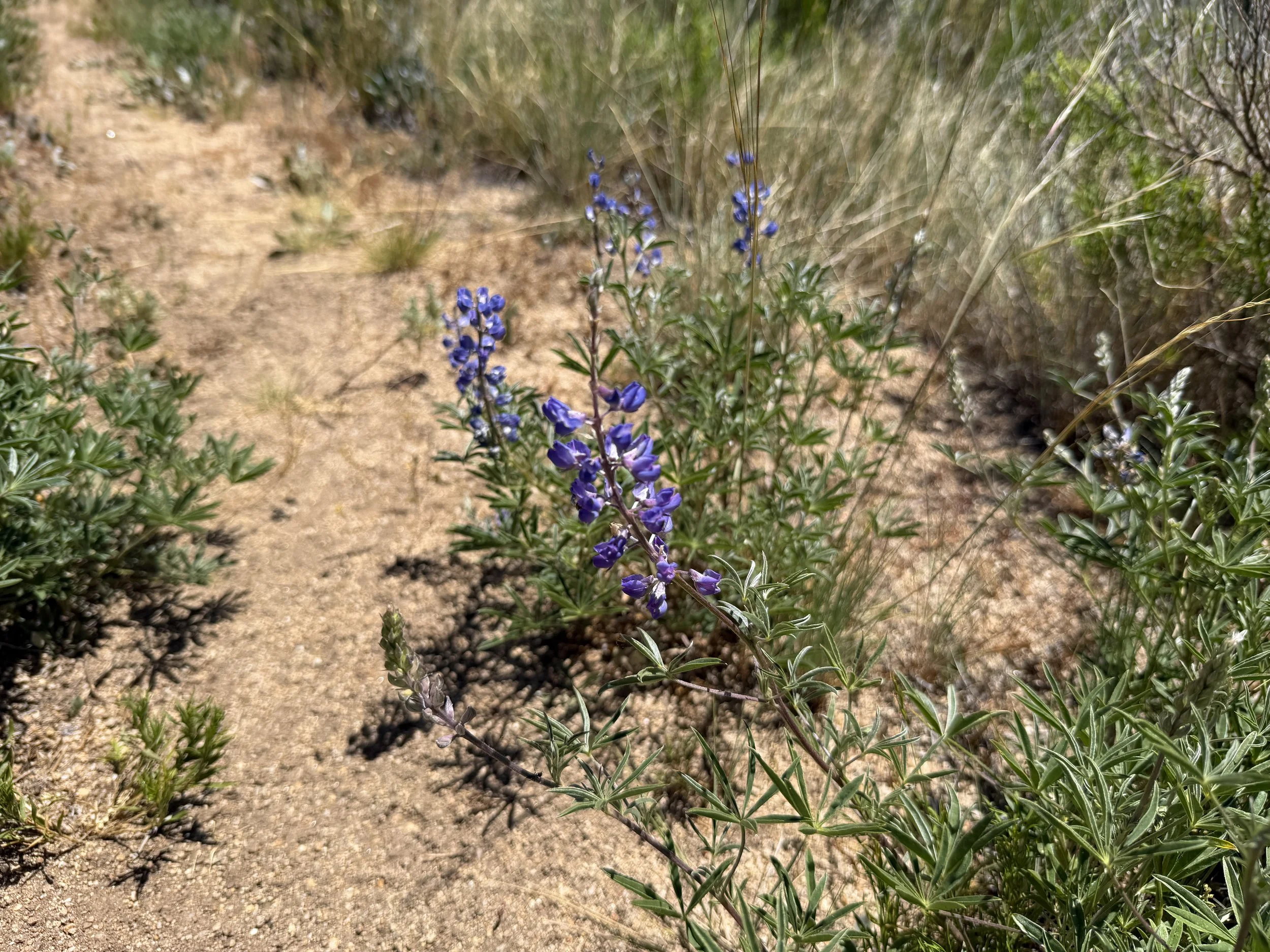 Nevada Lupine Lupinus nevadensis