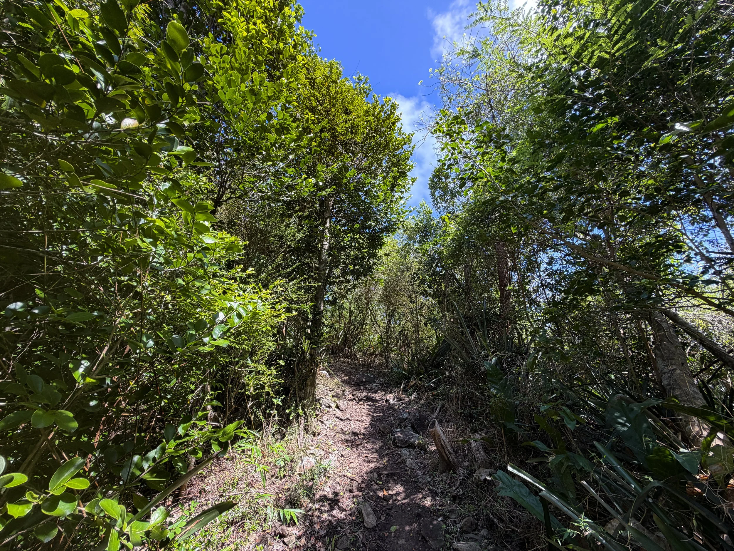 Caneel Hill Hike to Margaret Hill Virgin Islands National Park