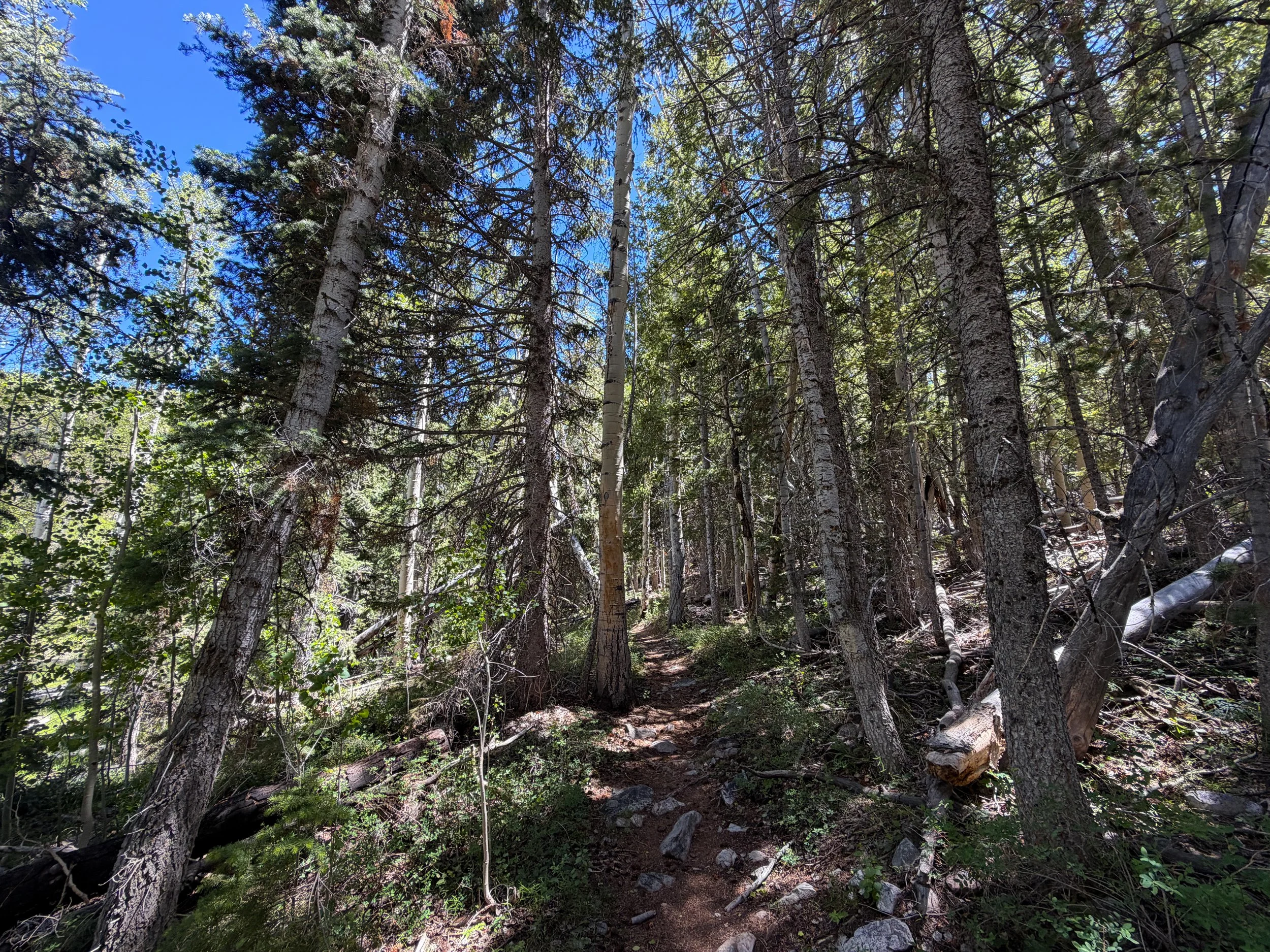 Baker Creek Loop Trail Great Basin National Park Nevada