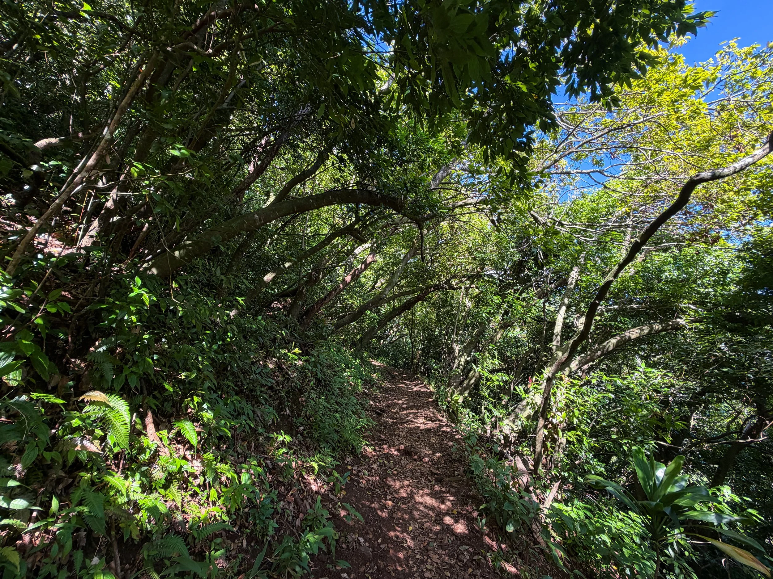 Aihualama Trail Oahu Hawaii