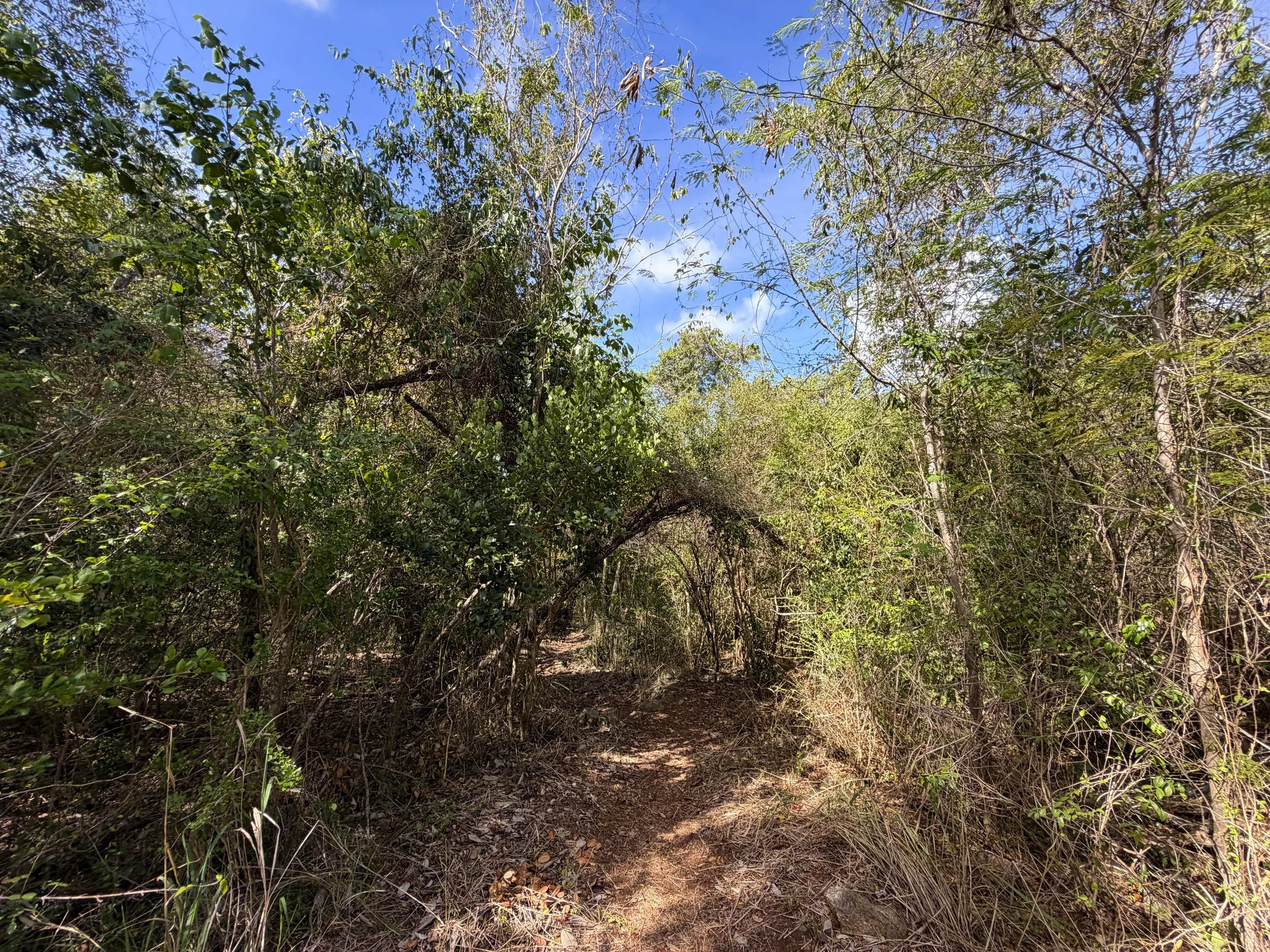 Lameshur Bay Trail to Europa Bay Virgin Islands National Park