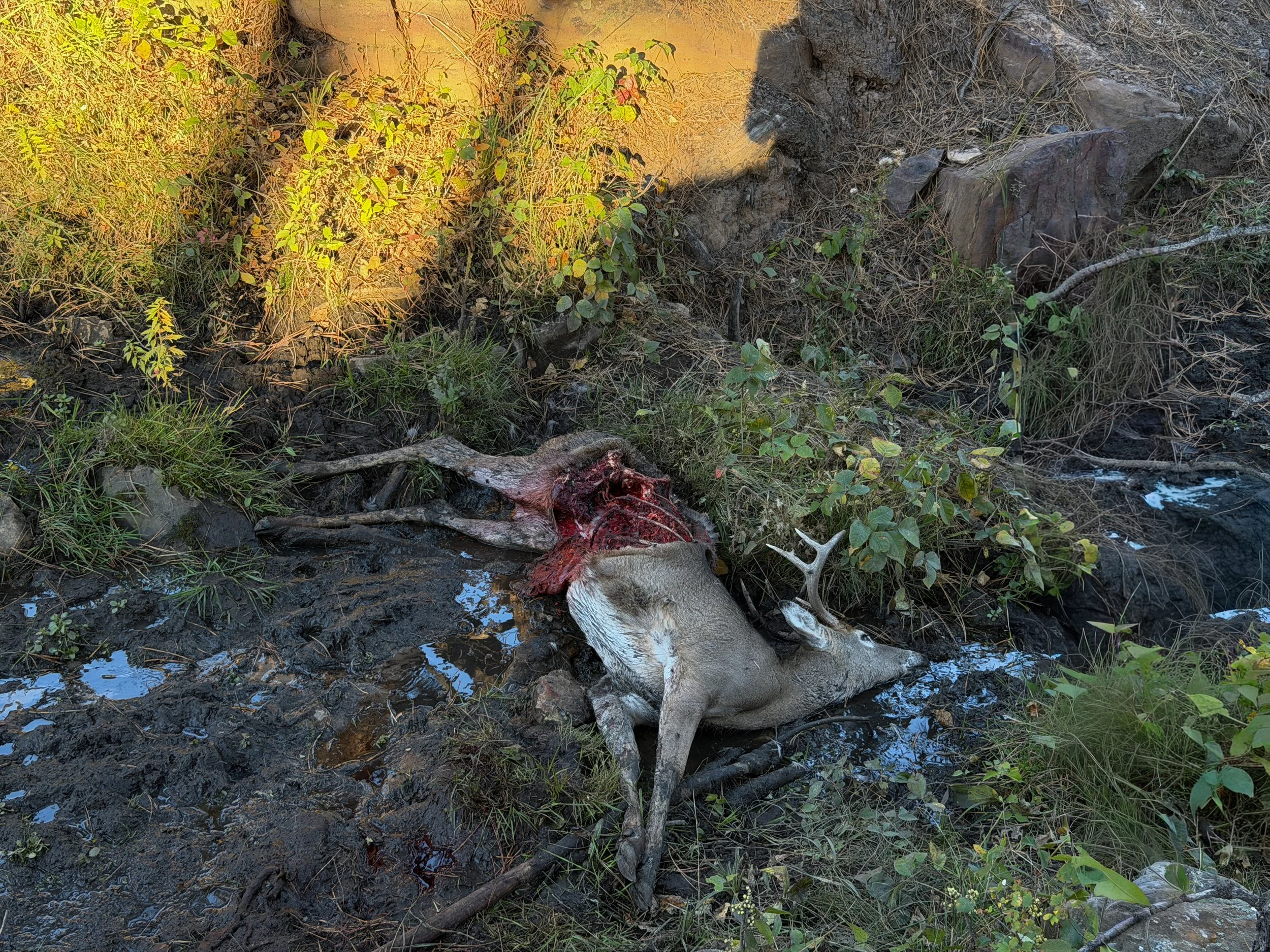 Mountain Lion Kills Mule Deer Boland Ridge Trail Wind Cave National Park South Dakota