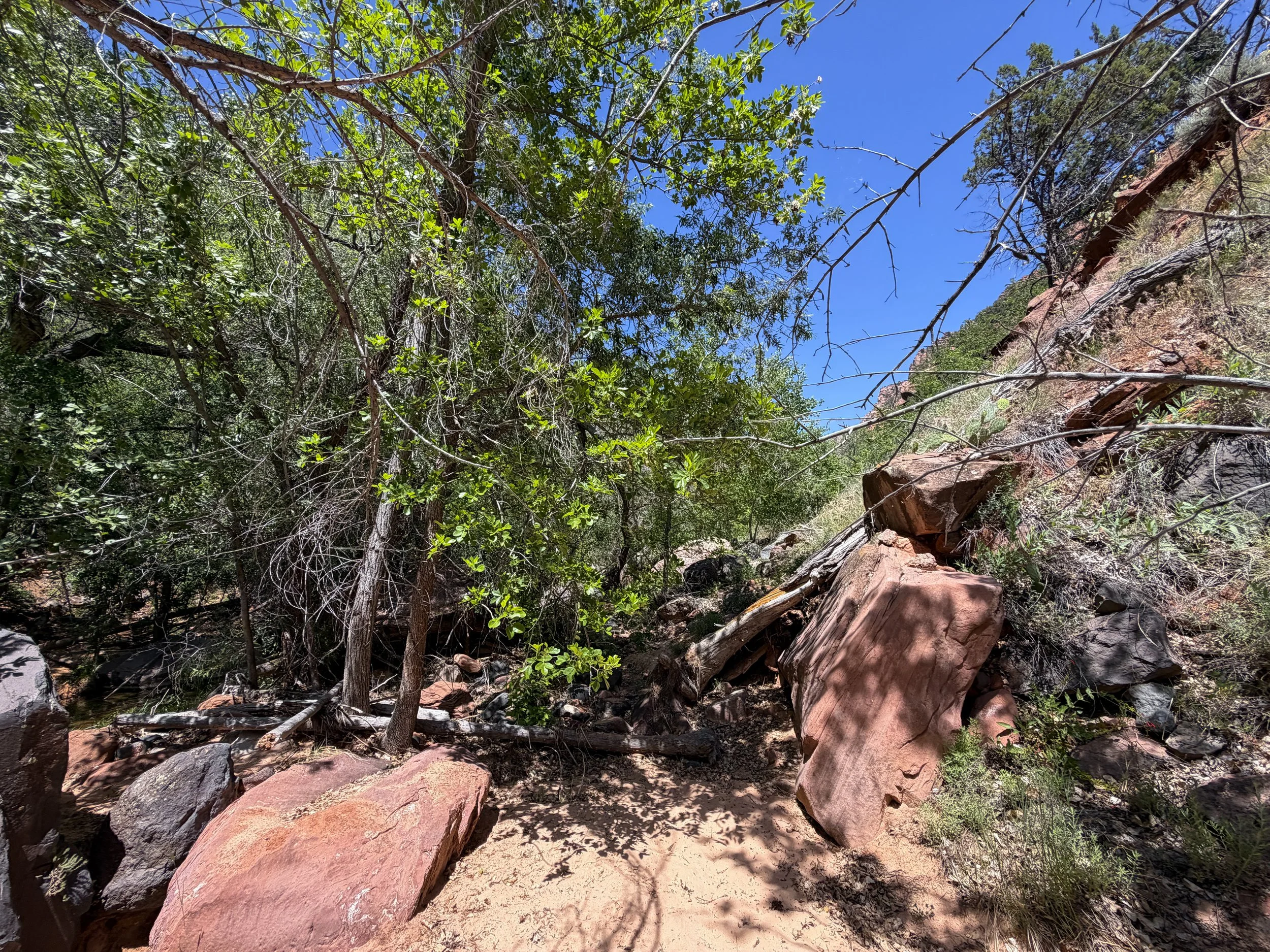 Grapevine Trail to Left Fork Falls Zion National Park Utah