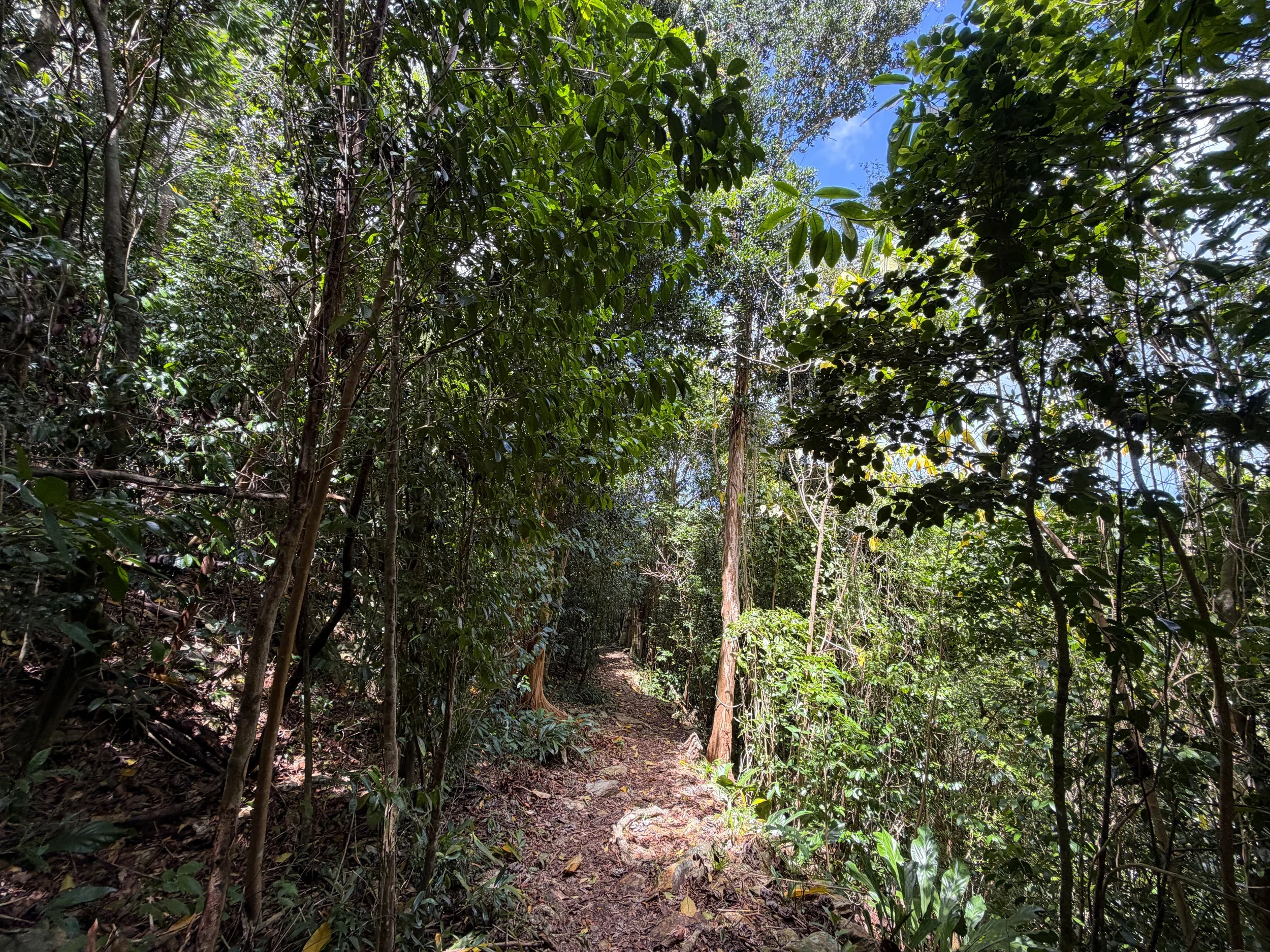 Maria Hope Trail Virgin Islands National Park