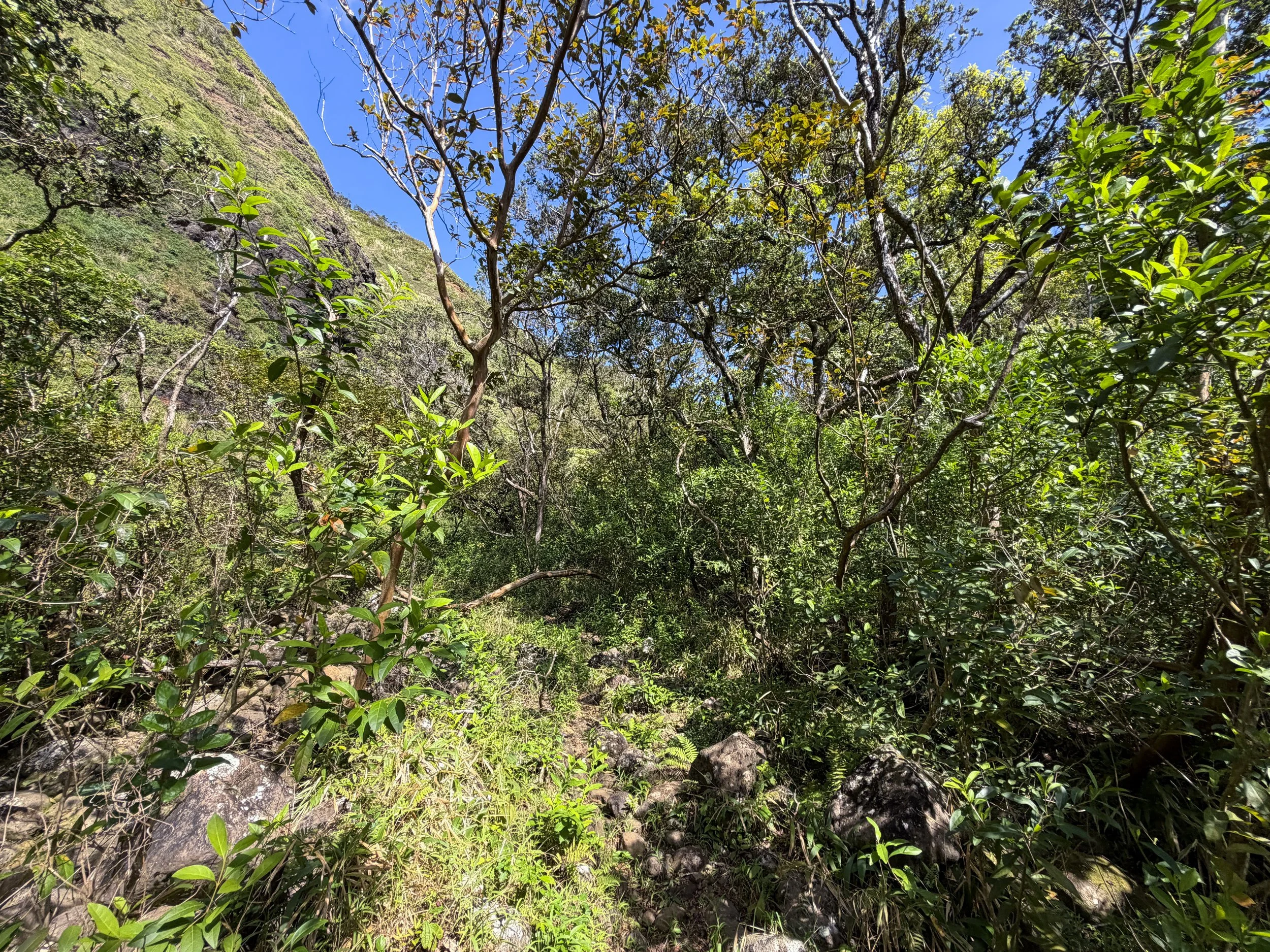 Kulanaahane Trail Oahu Hawaii