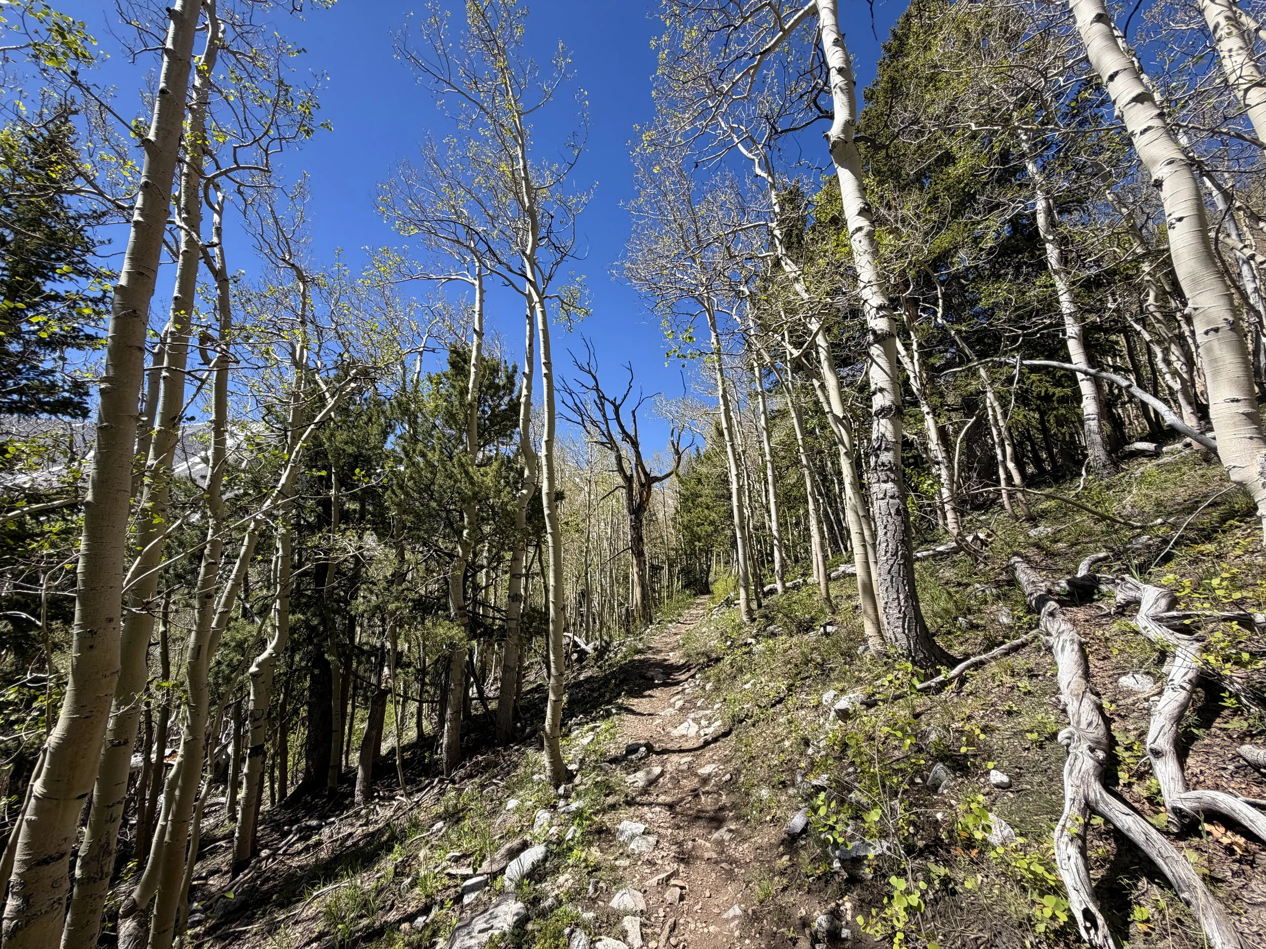 Wheeler Peak Summit Trail Great Basin National Park Nevada