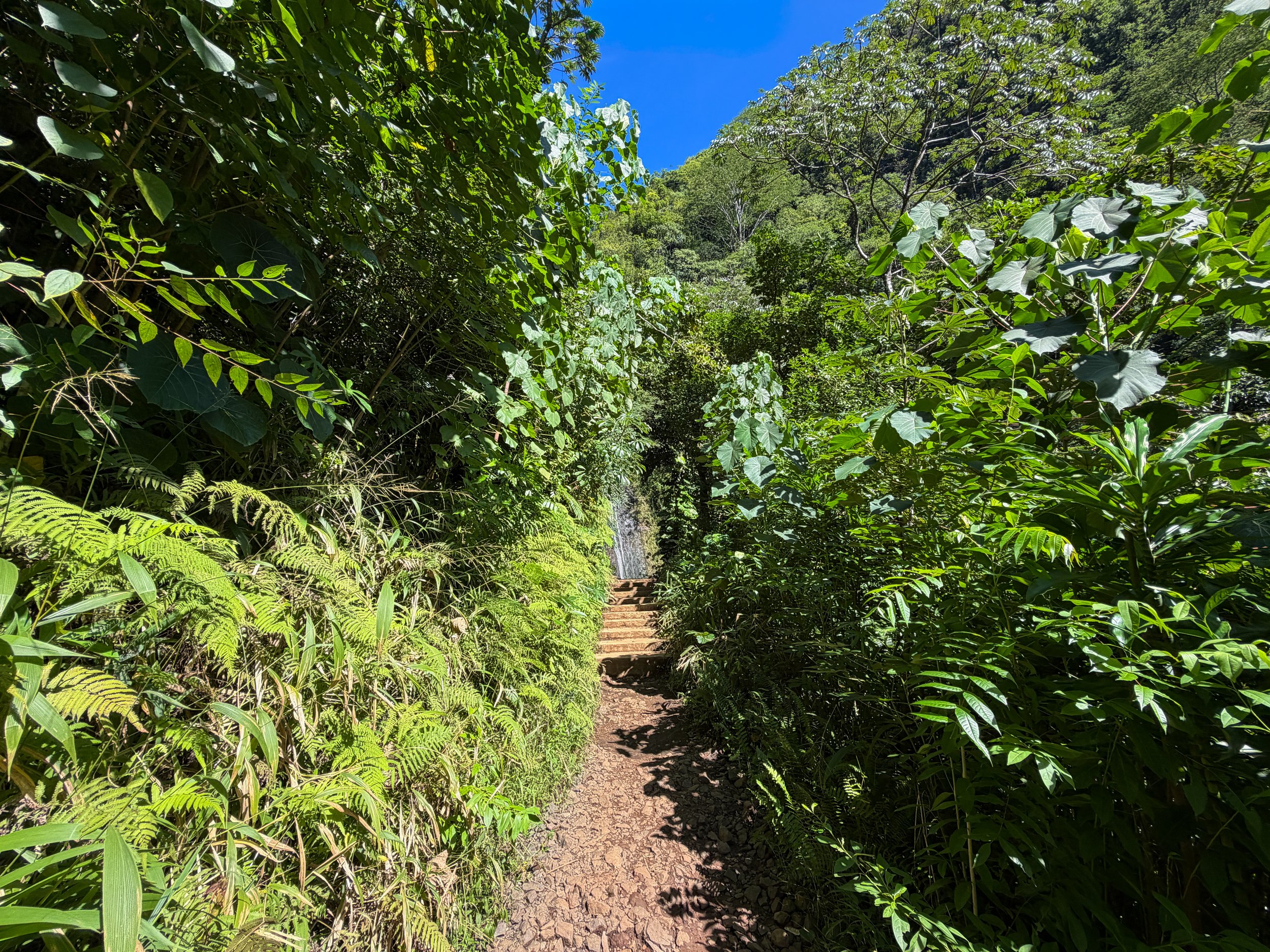 Manoa Falls Trail Oahu Hawaii