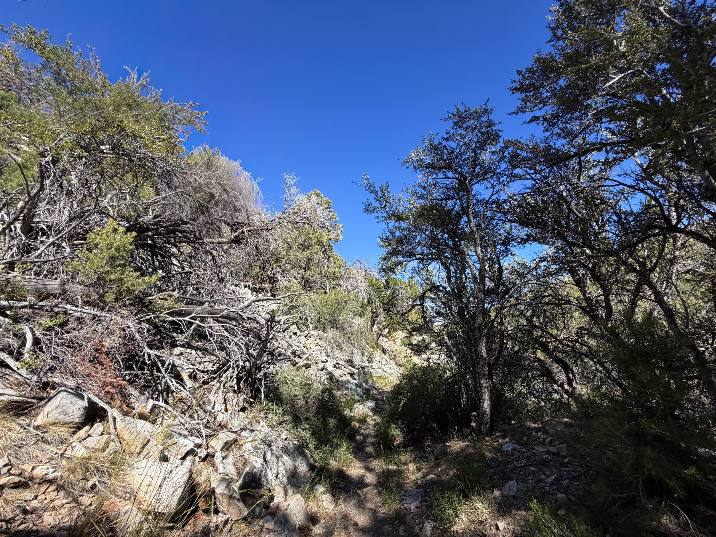 Osceola Ditch Trail Great Basin National Park Nevada