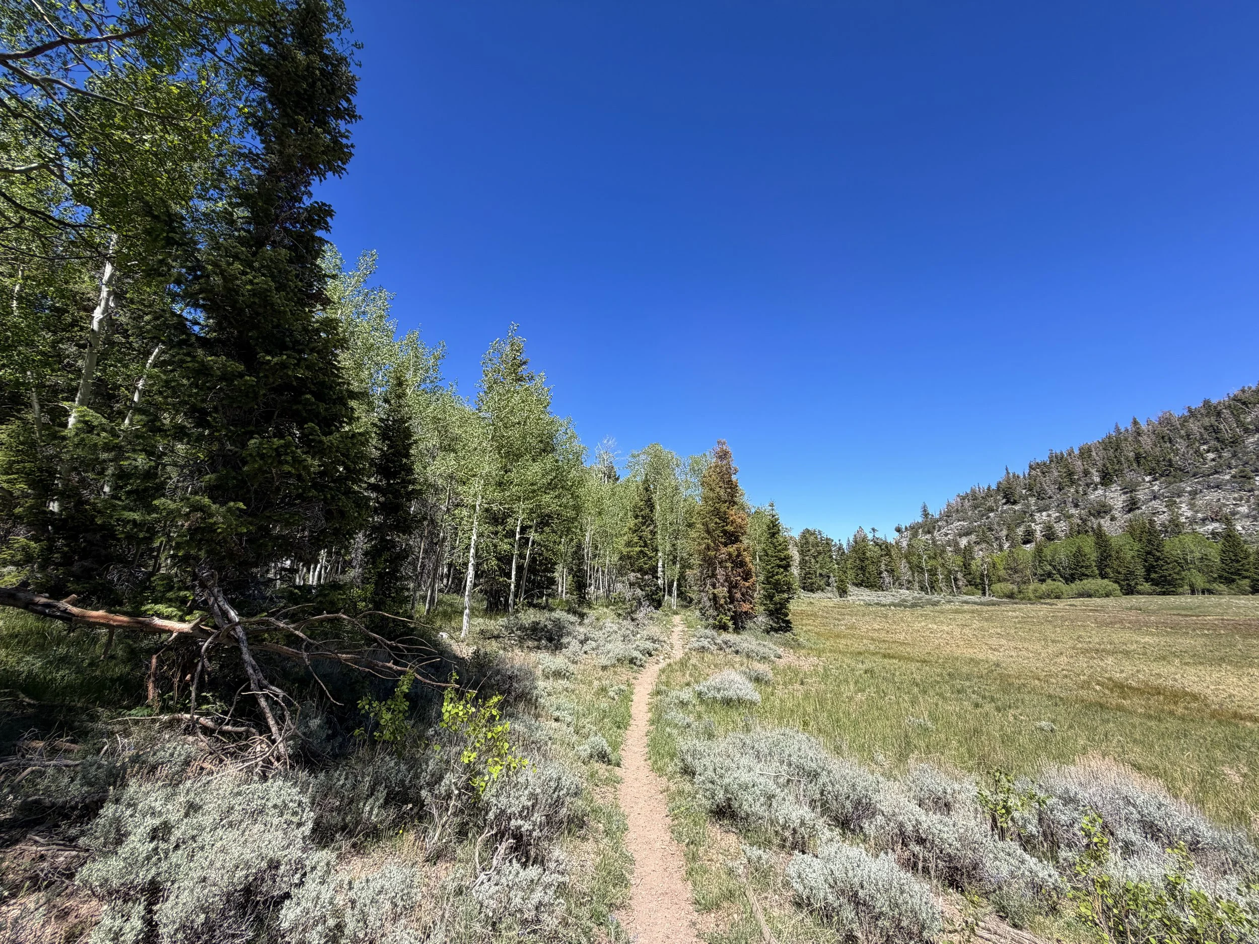 Baker Creek Loop Trail Great Basin National Park Nevada