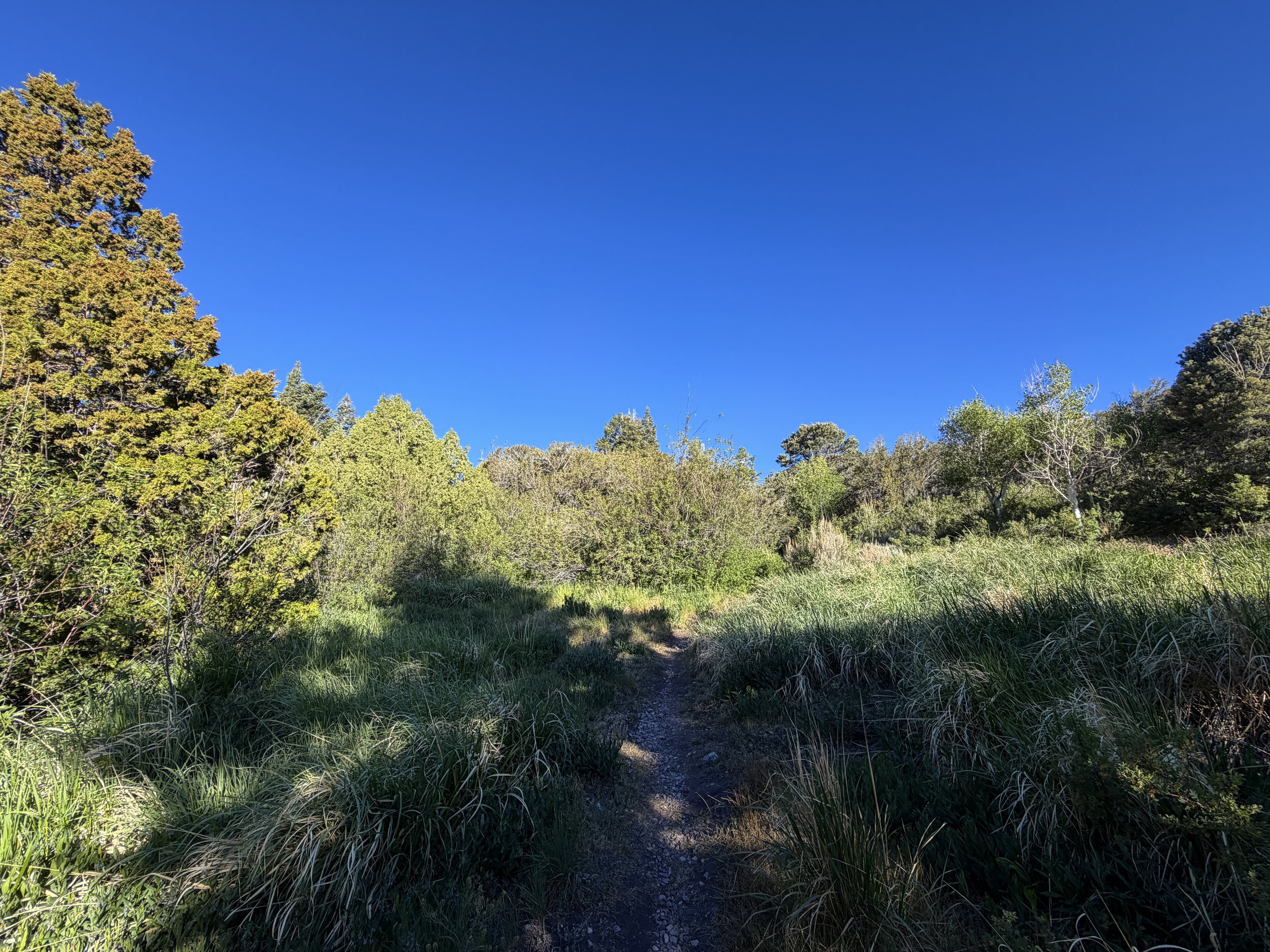 Lehman Creek Trail Great Basin National Park Nevada