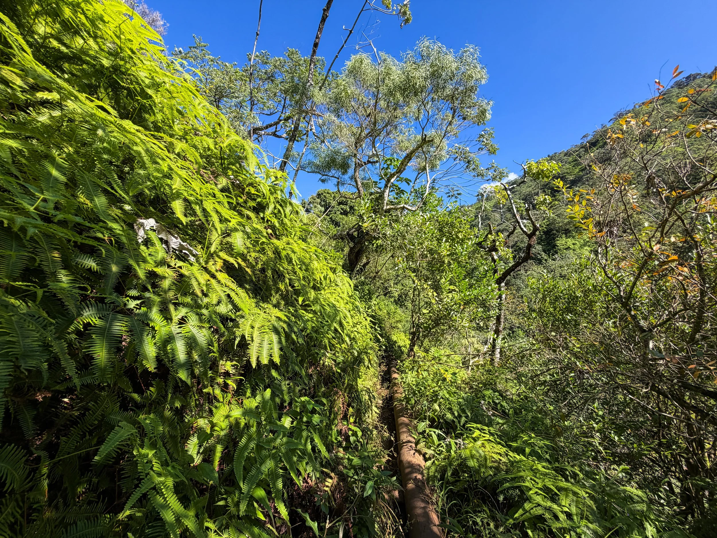 Kaau Crater Trail Oahu Hawaii