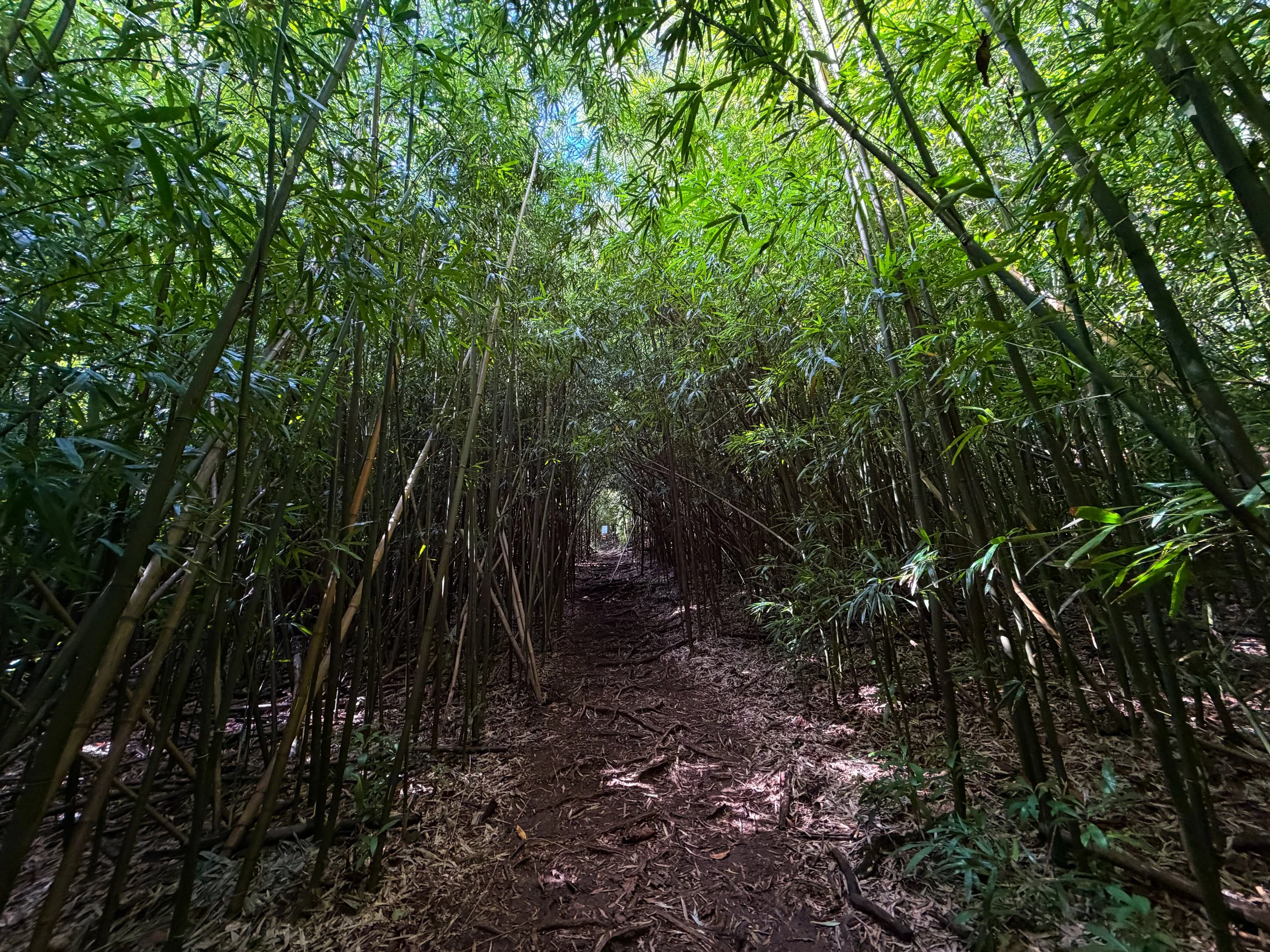 Aihualama Trail Oahu Hawaii
