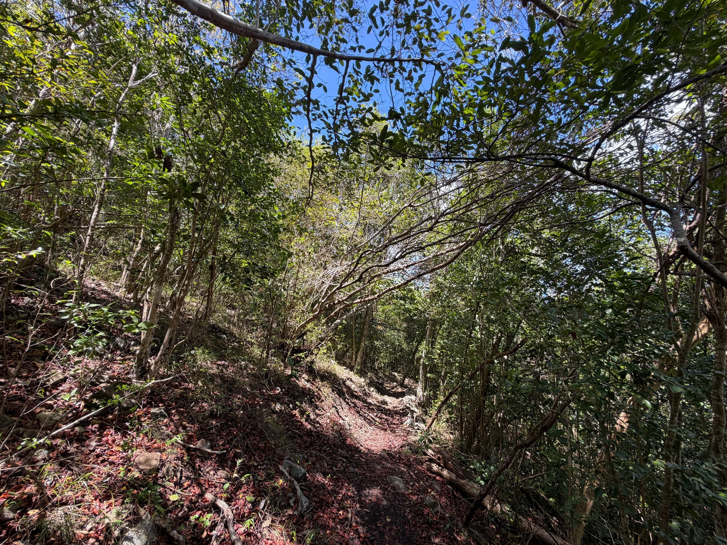 Caneel Hill Trail Virgin Islands National Park