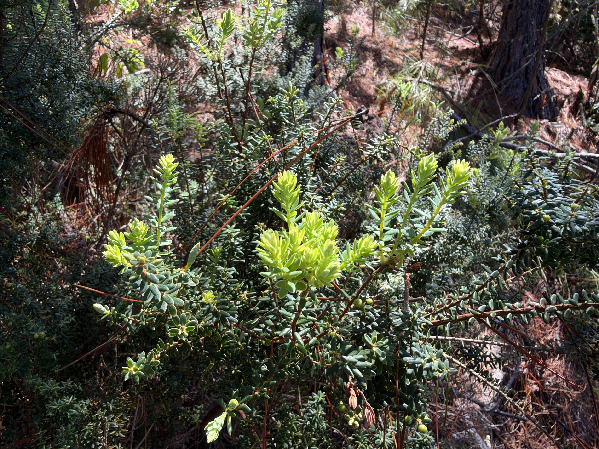 Pukiawe Leptecophylla tameiameiae