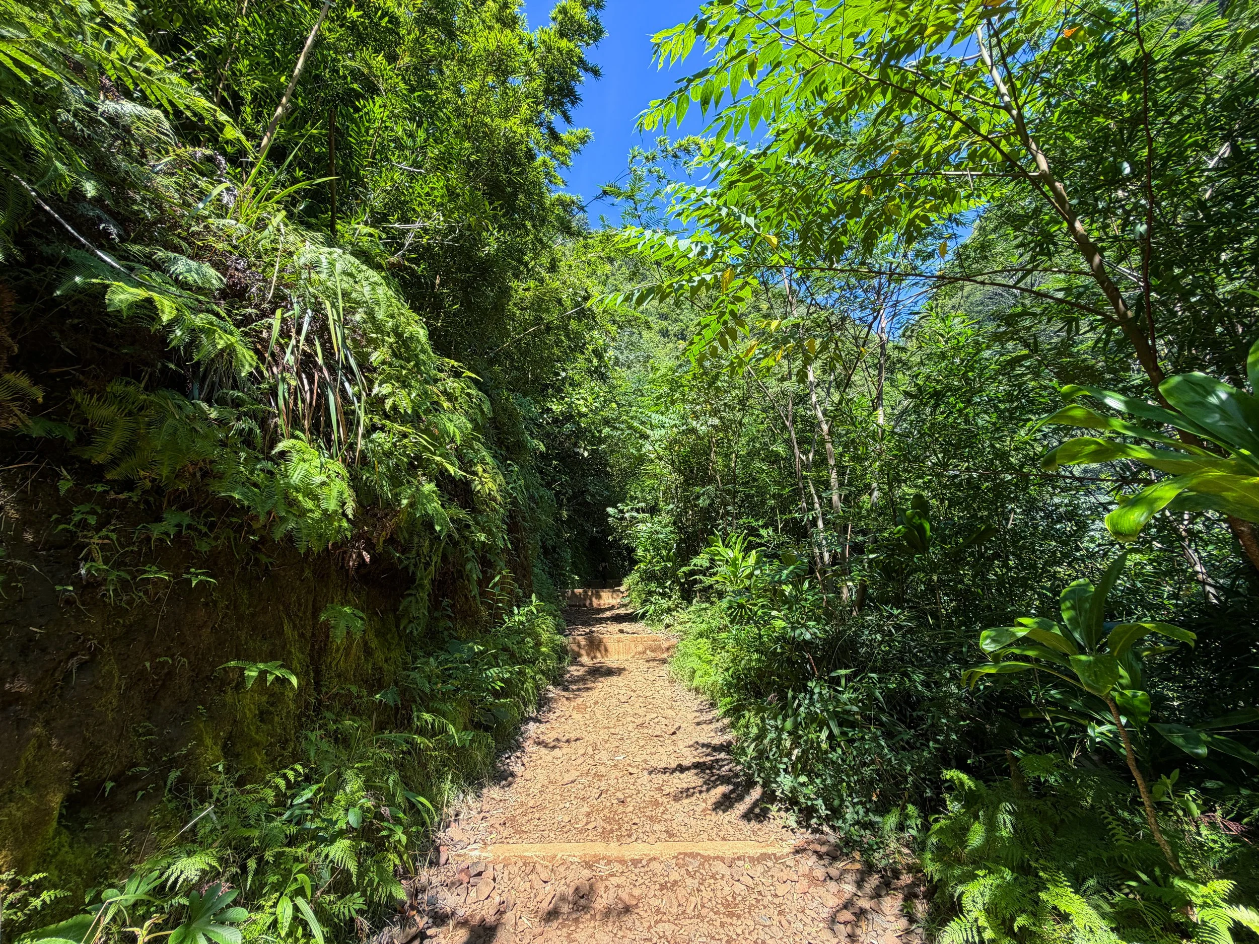 Manoa Falls Trail Oahu Hawaii
