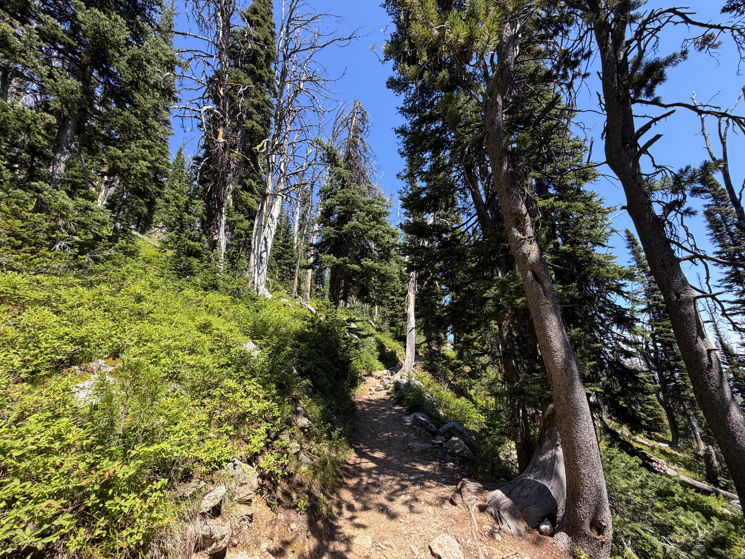 Surprise and Amphitheater Lakes Trail Grand Teton National Park Wyoming
